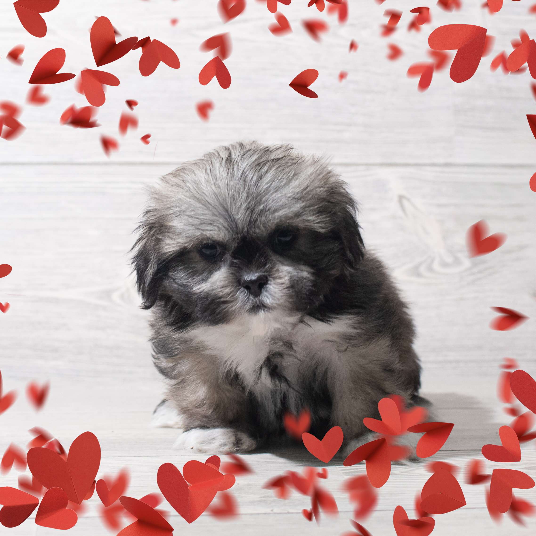 Shih Tzu (F) 5619 Image #1