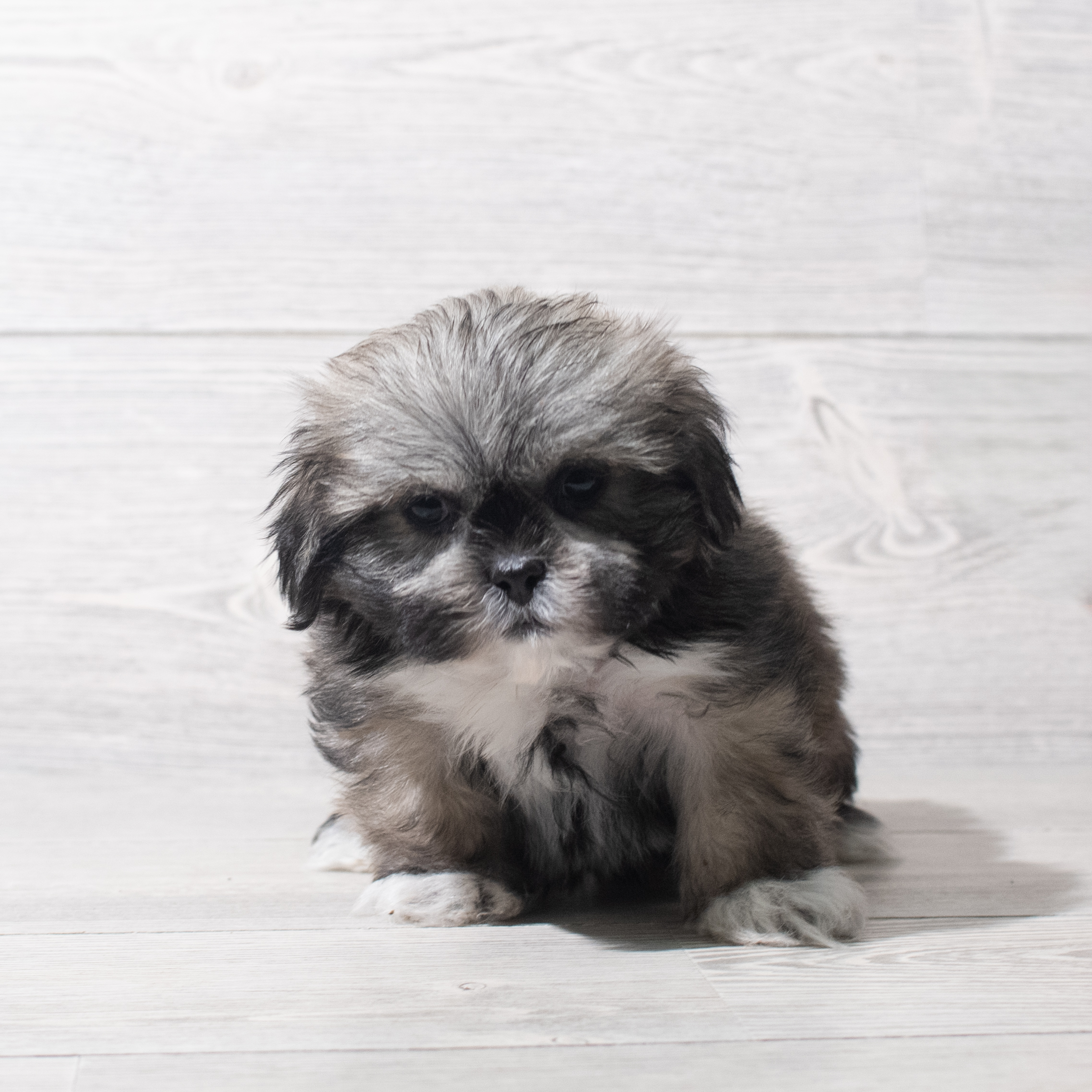 Shih Tzu (F) 5619 Image #1