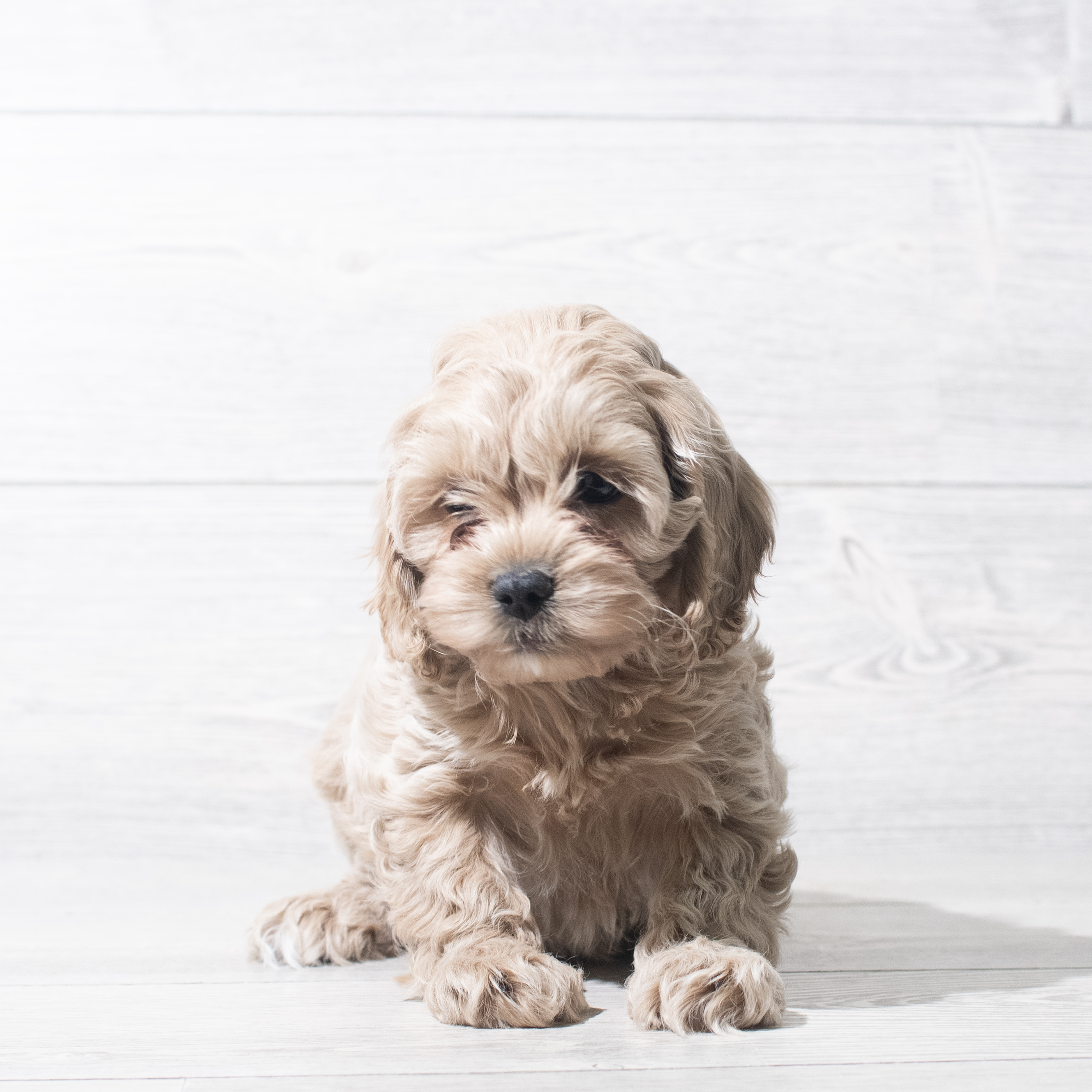 Cock A Poo (F) 5621 Image #1