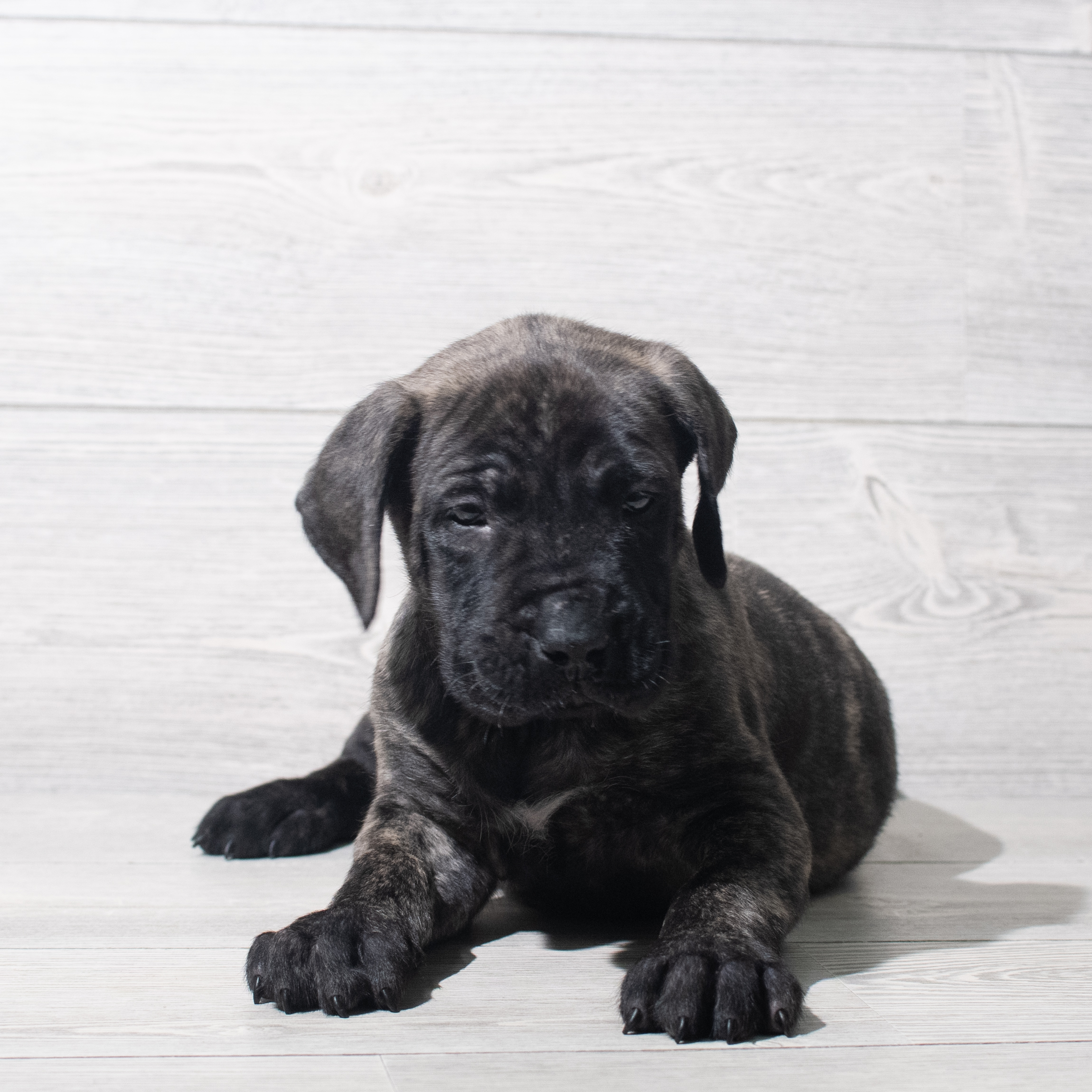 Mastiff (M) 5631 Image #1