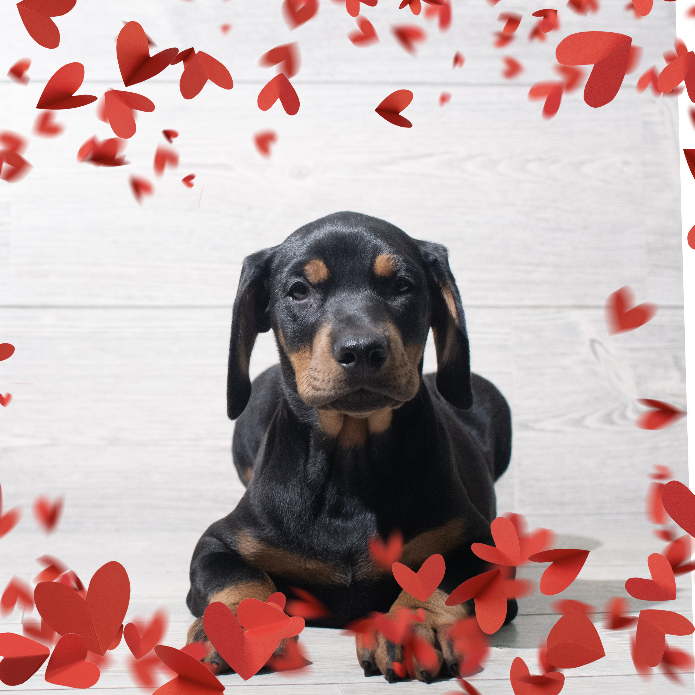 Doberman Pinscher (F) 5632 Image #1