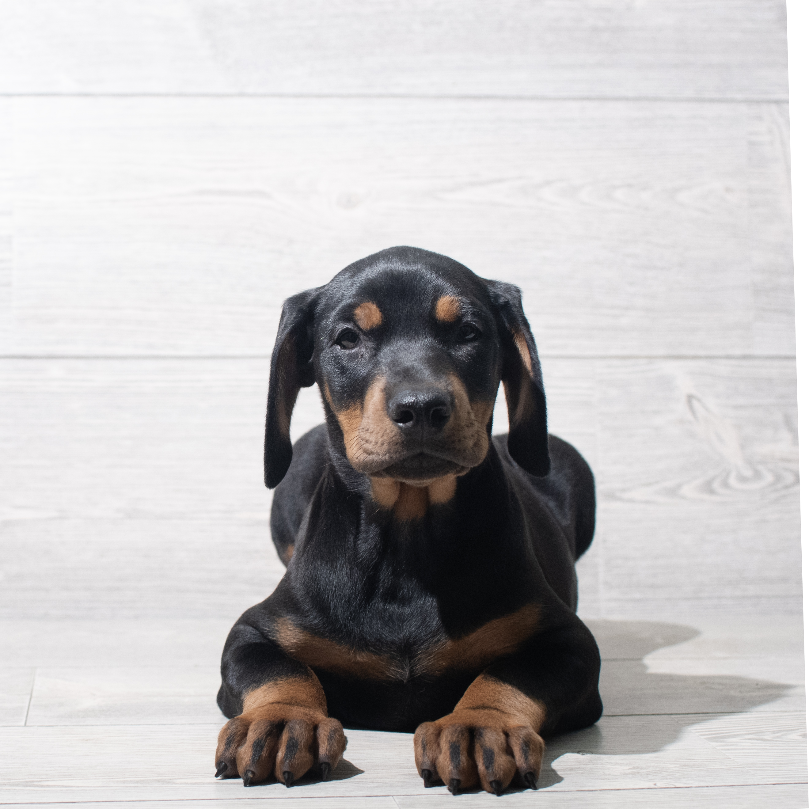 Doberman Pinscher (F) 5632 Image #1
