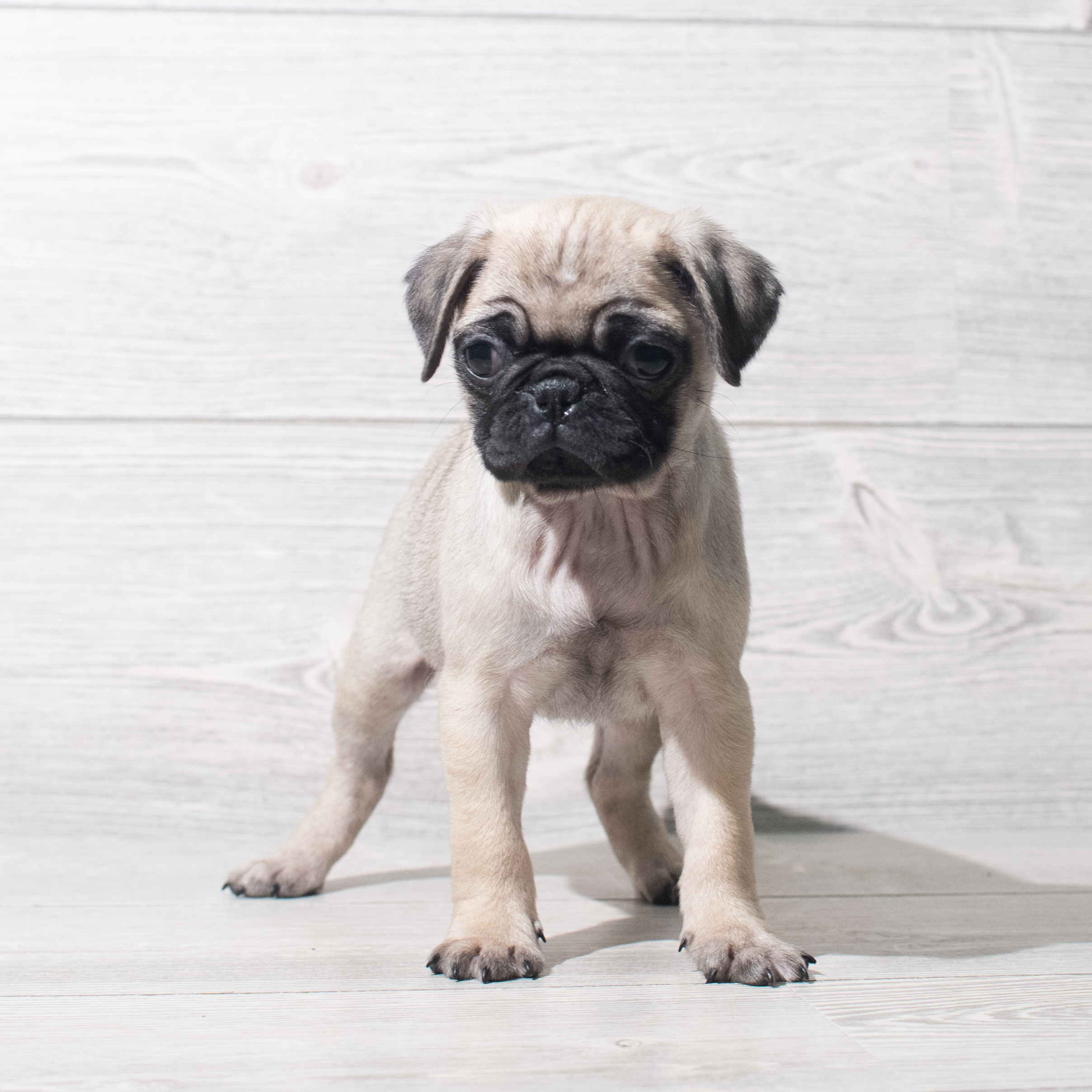 Pug (F) 5620 Image #1