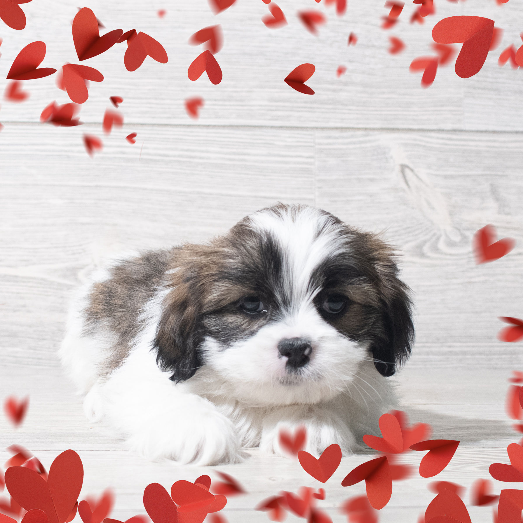 Lhasa Apso (M) 5622 Image #1