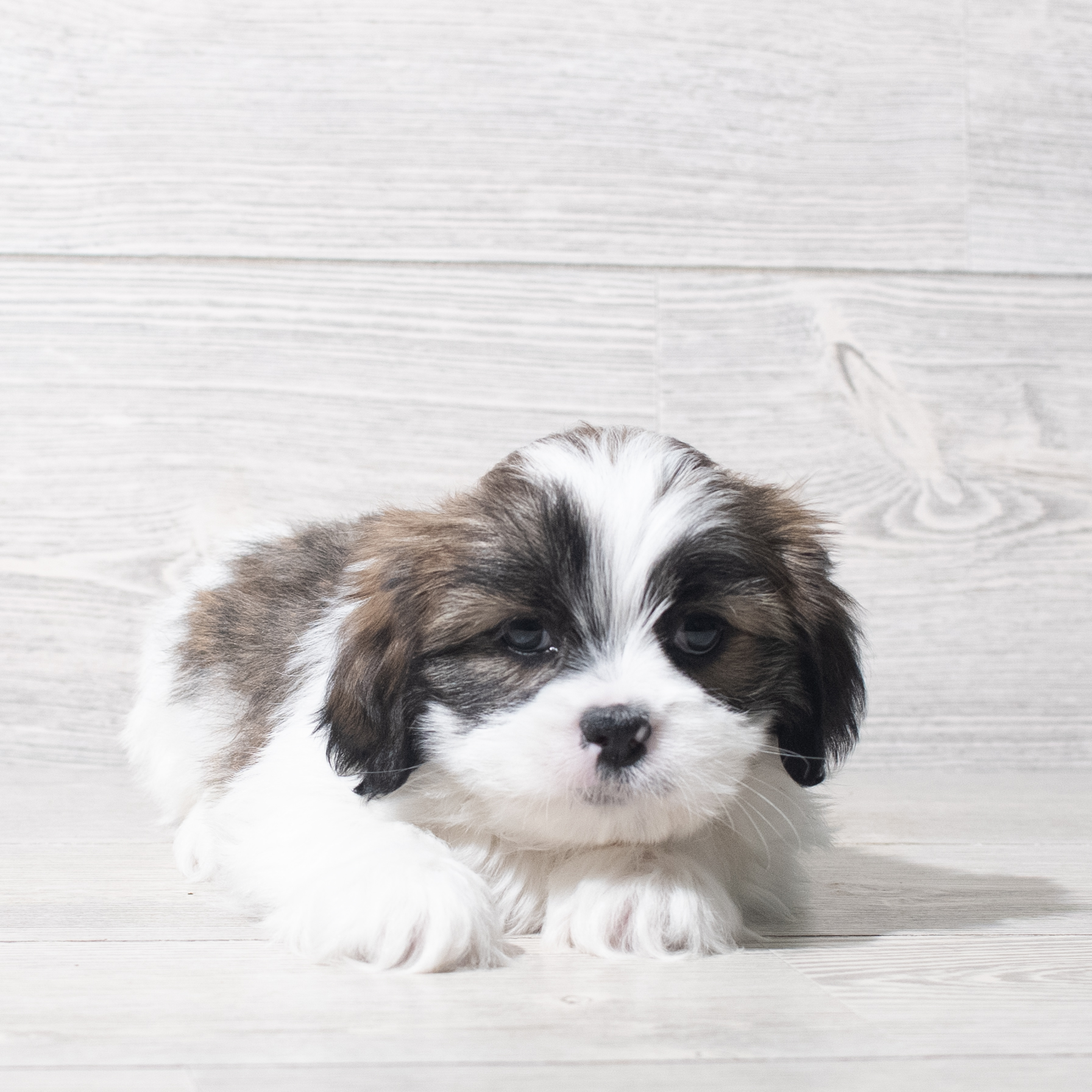 Lhasa Apso (M) 5622 Image #1