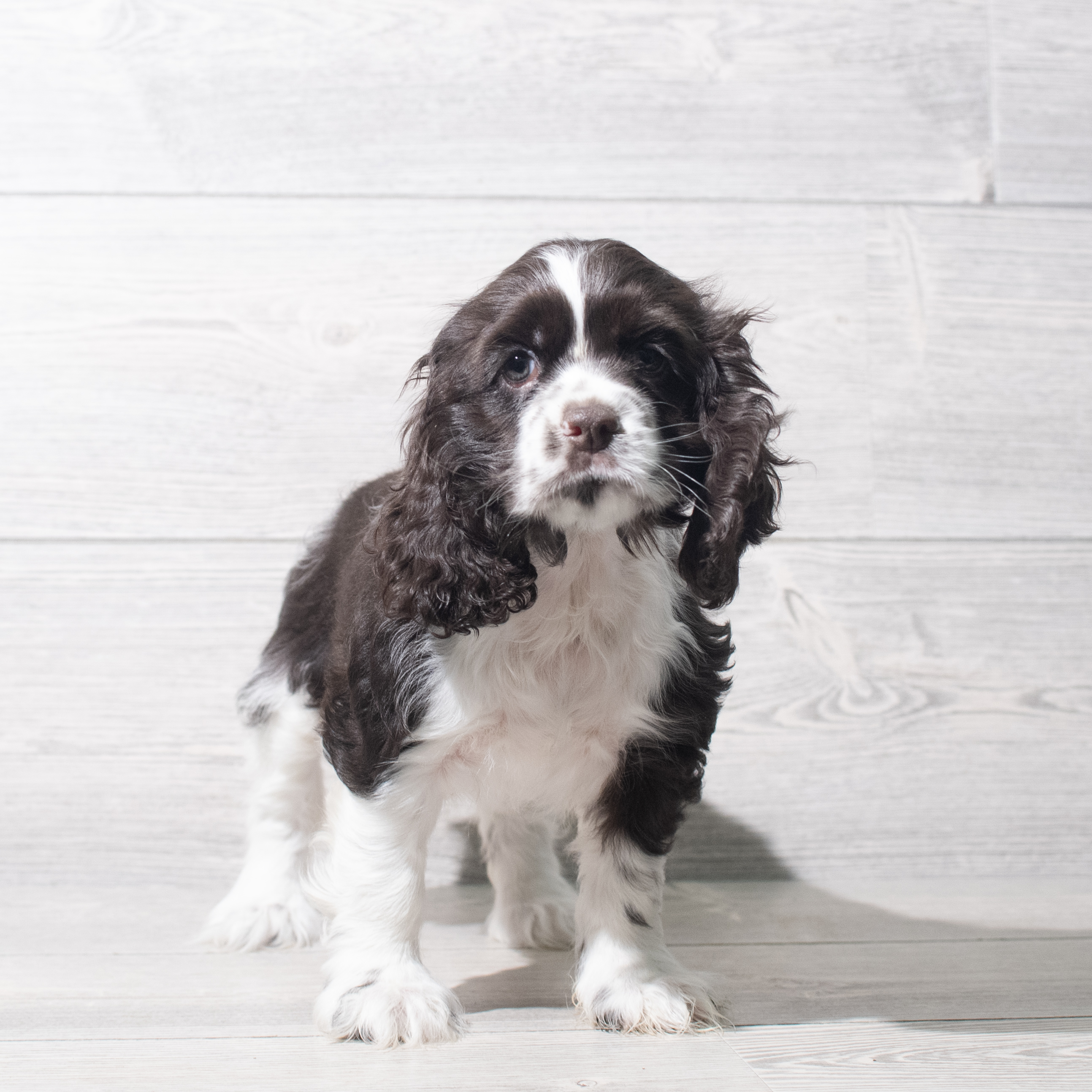 Cocker Spaniel (F) 5624 Image #1