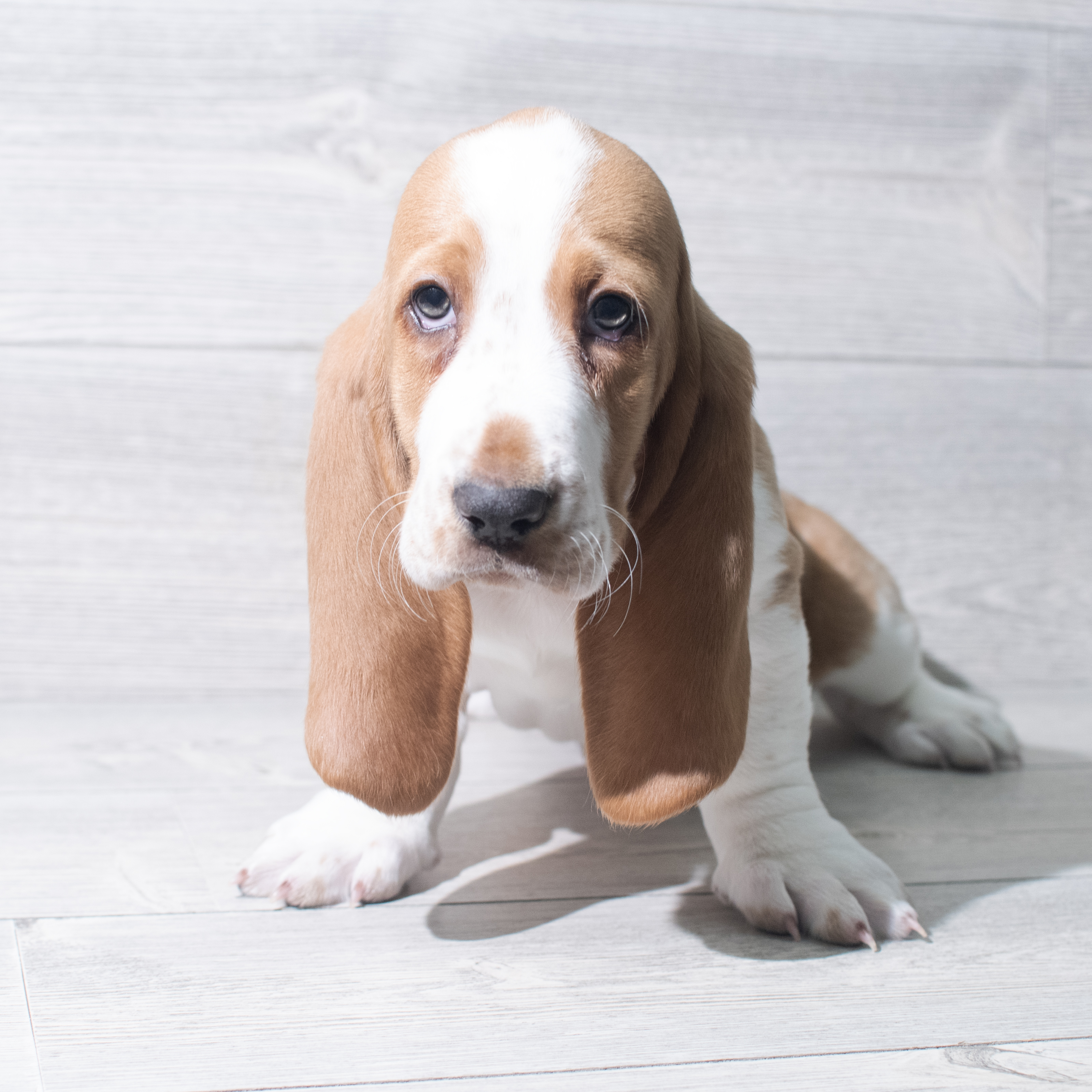 Basset Hound (M) 5637 Image #1