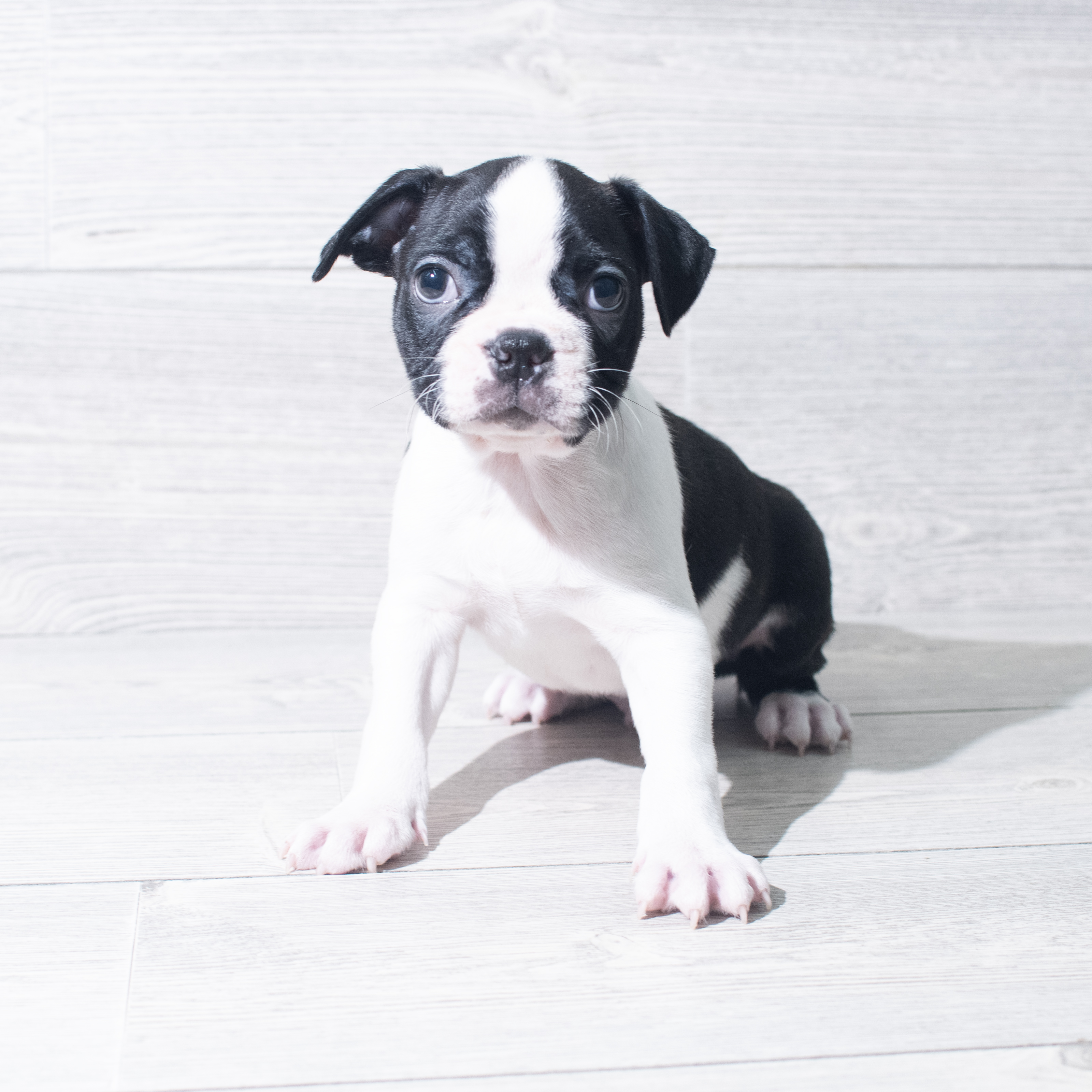Boston Terrier (M) 5638 Image #1