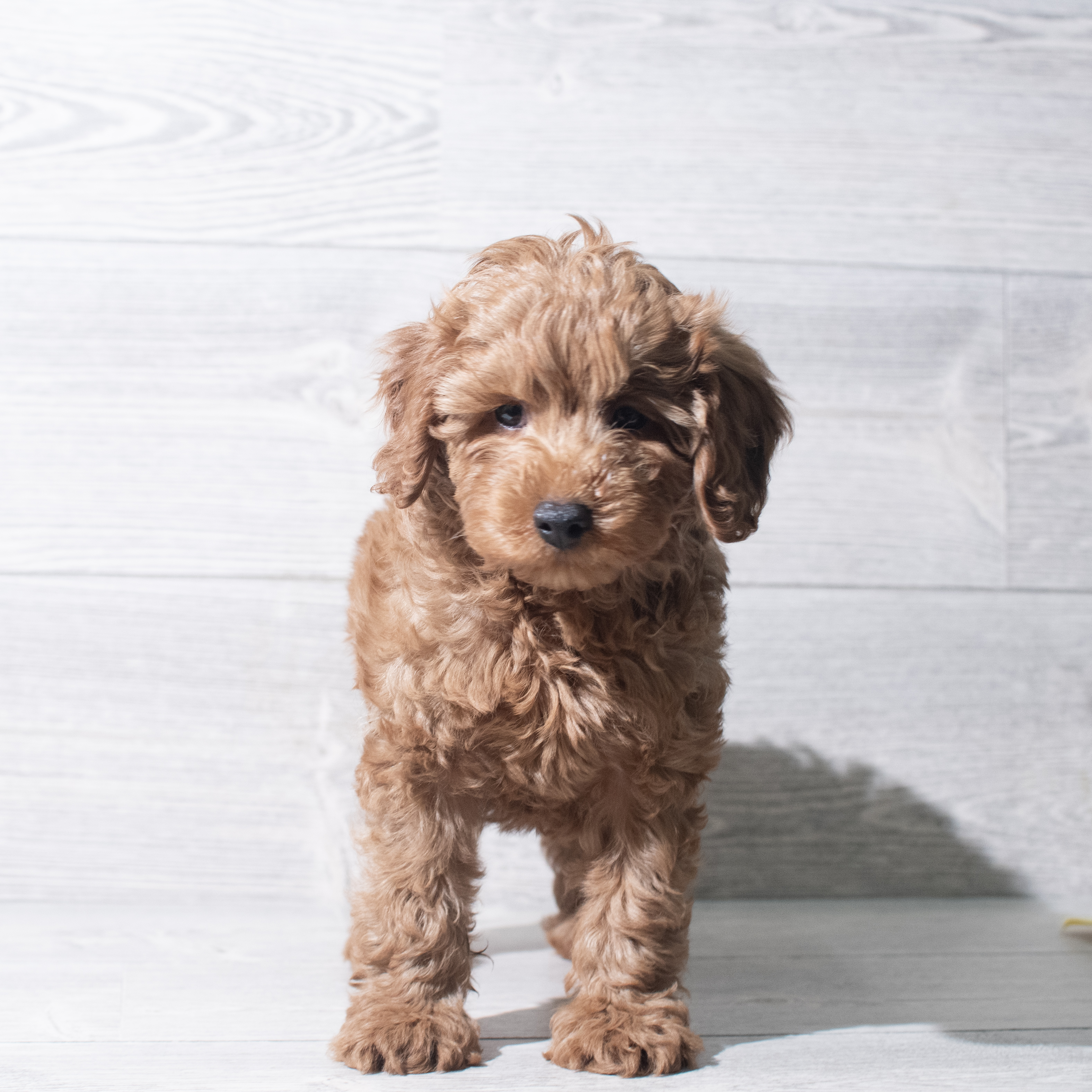 Cavapoo (M) 5634 Image #1