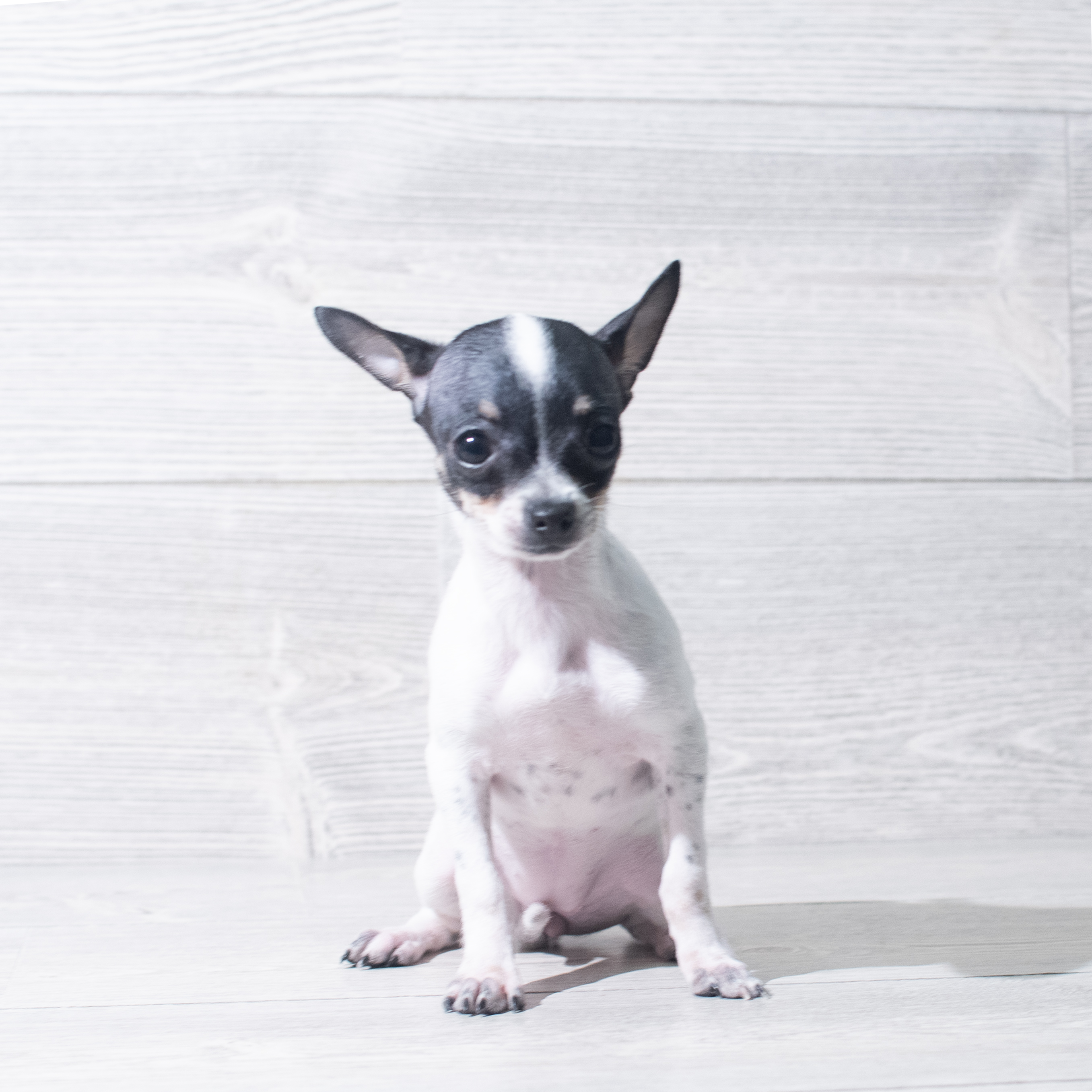 Chihuahua (F) 5636 Image #1