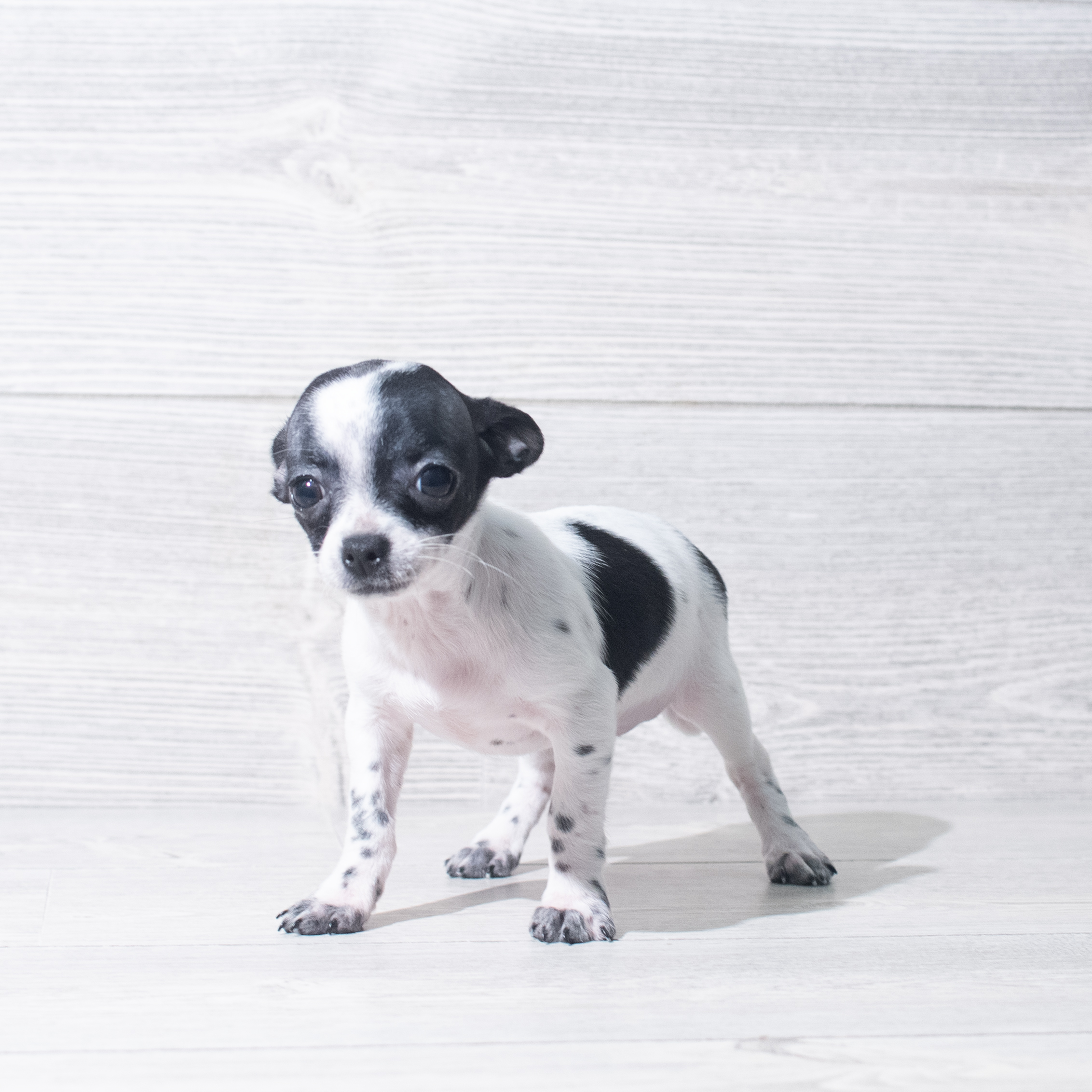 Chihuahua (M) 5635 Image #1