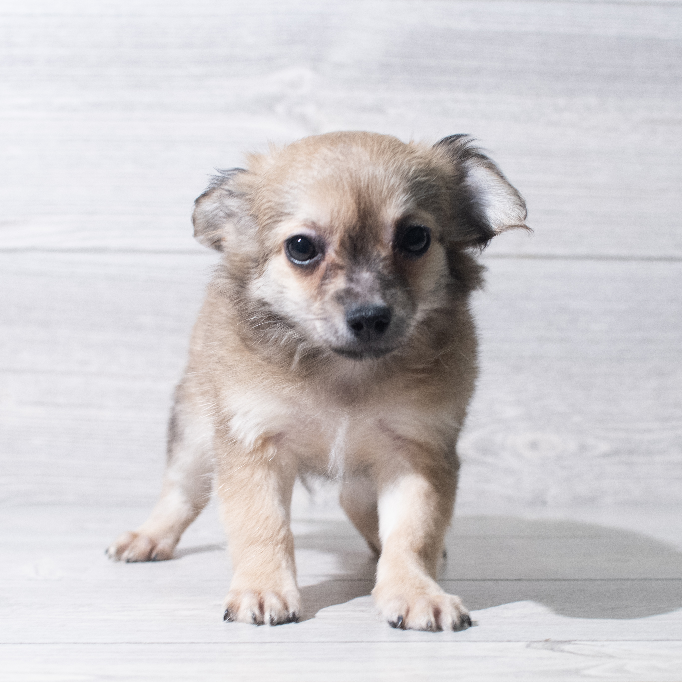 Chihuahua (M) 5639 Image #1