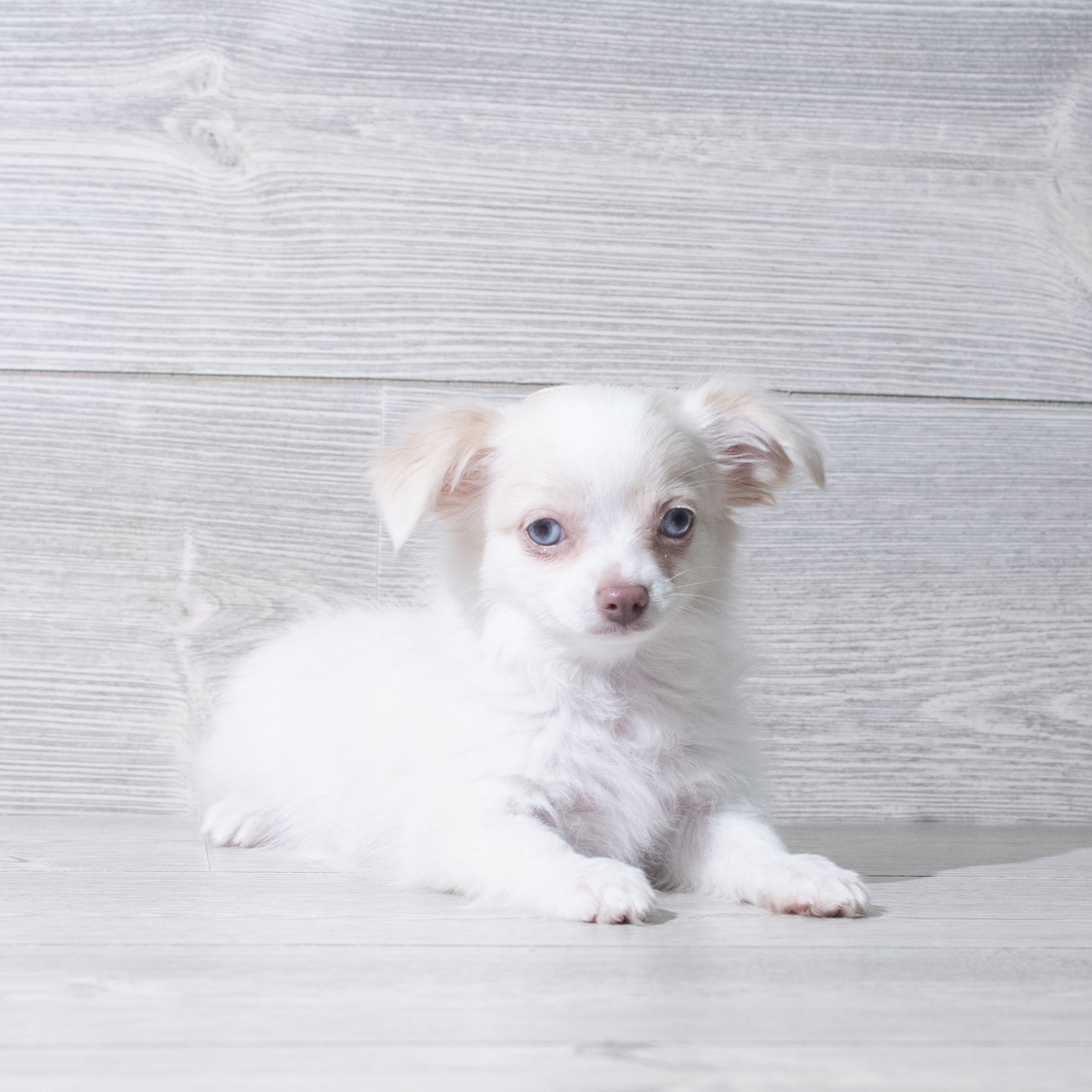 Chihuahua (M) 5654 Image #1