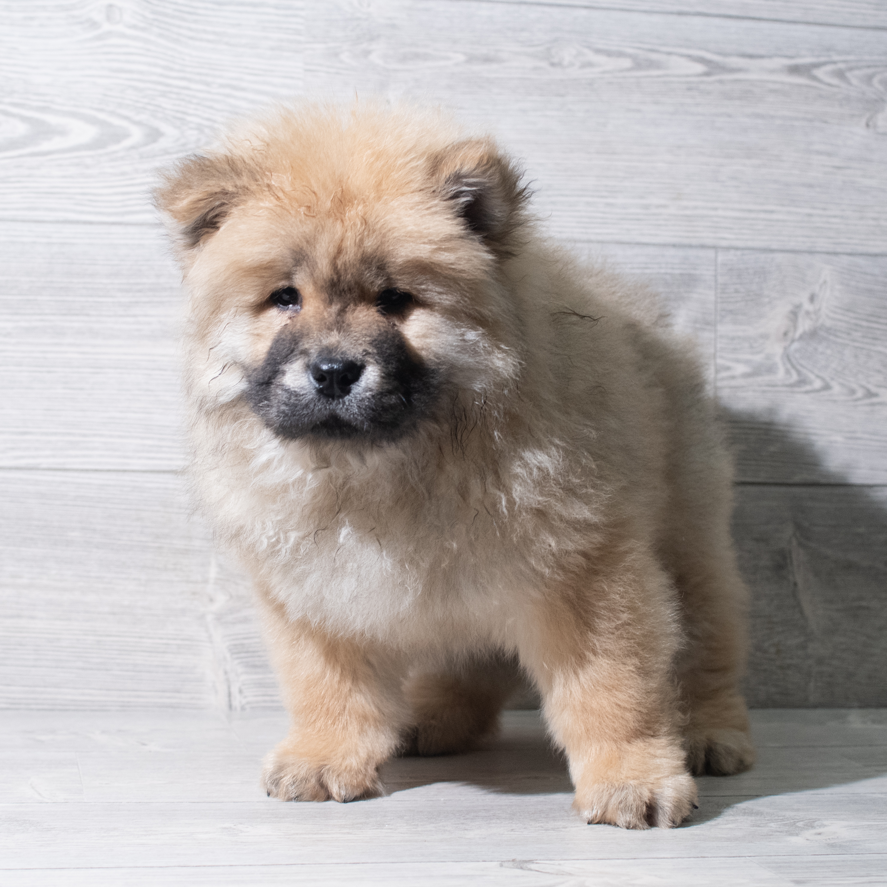 Chow Chow (M) 5640 Image #1