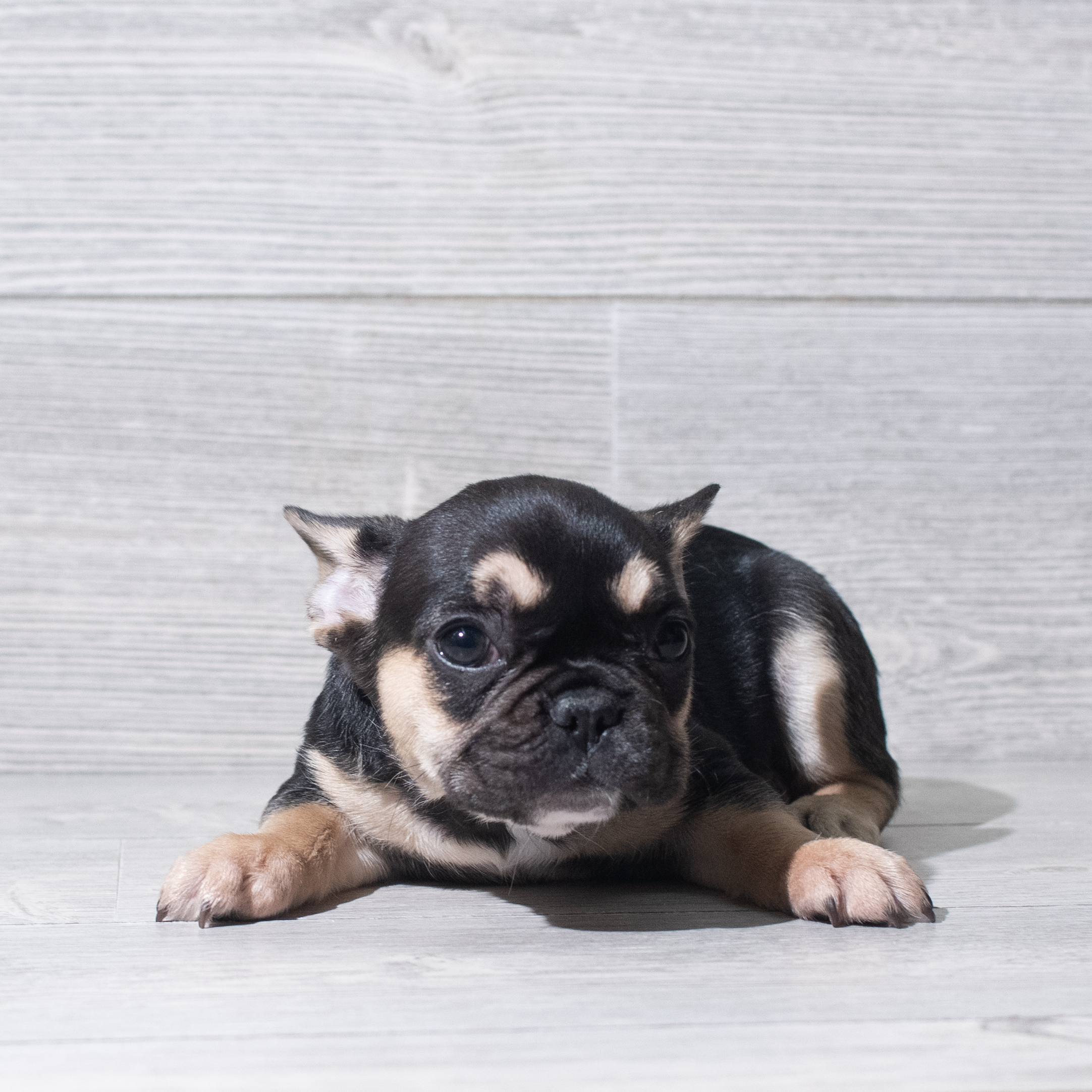 French Bulldog (F) 5643 Image #1