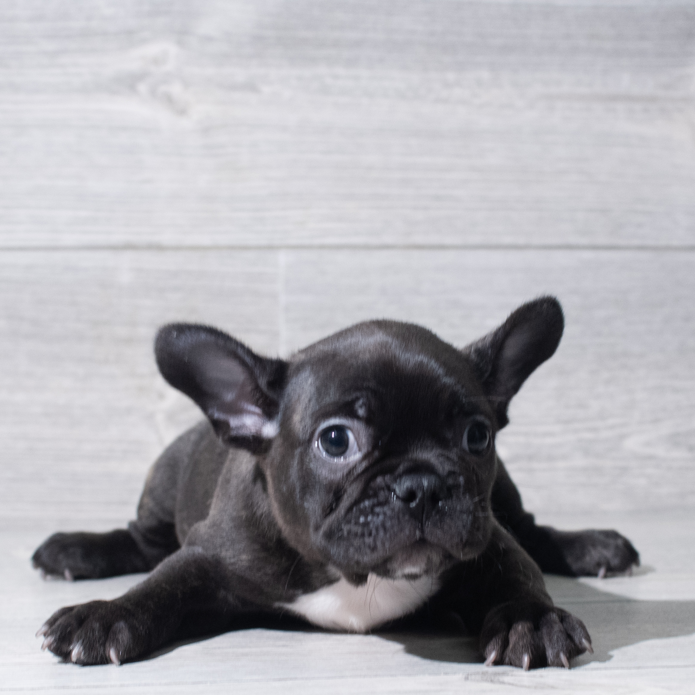 Frenchton (M) 5644 Image #1