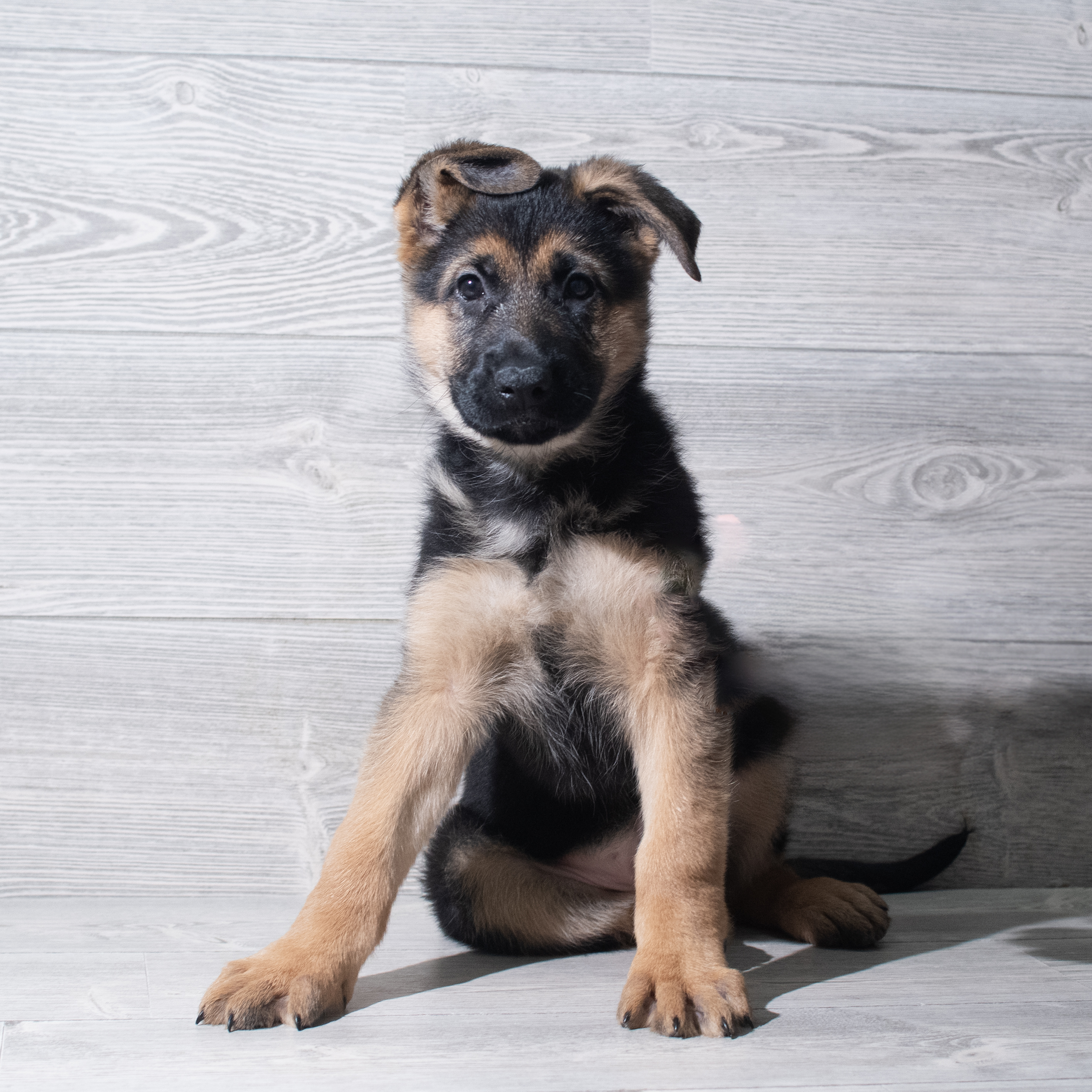 German Shepherd Dog (F) 5645 Image #1