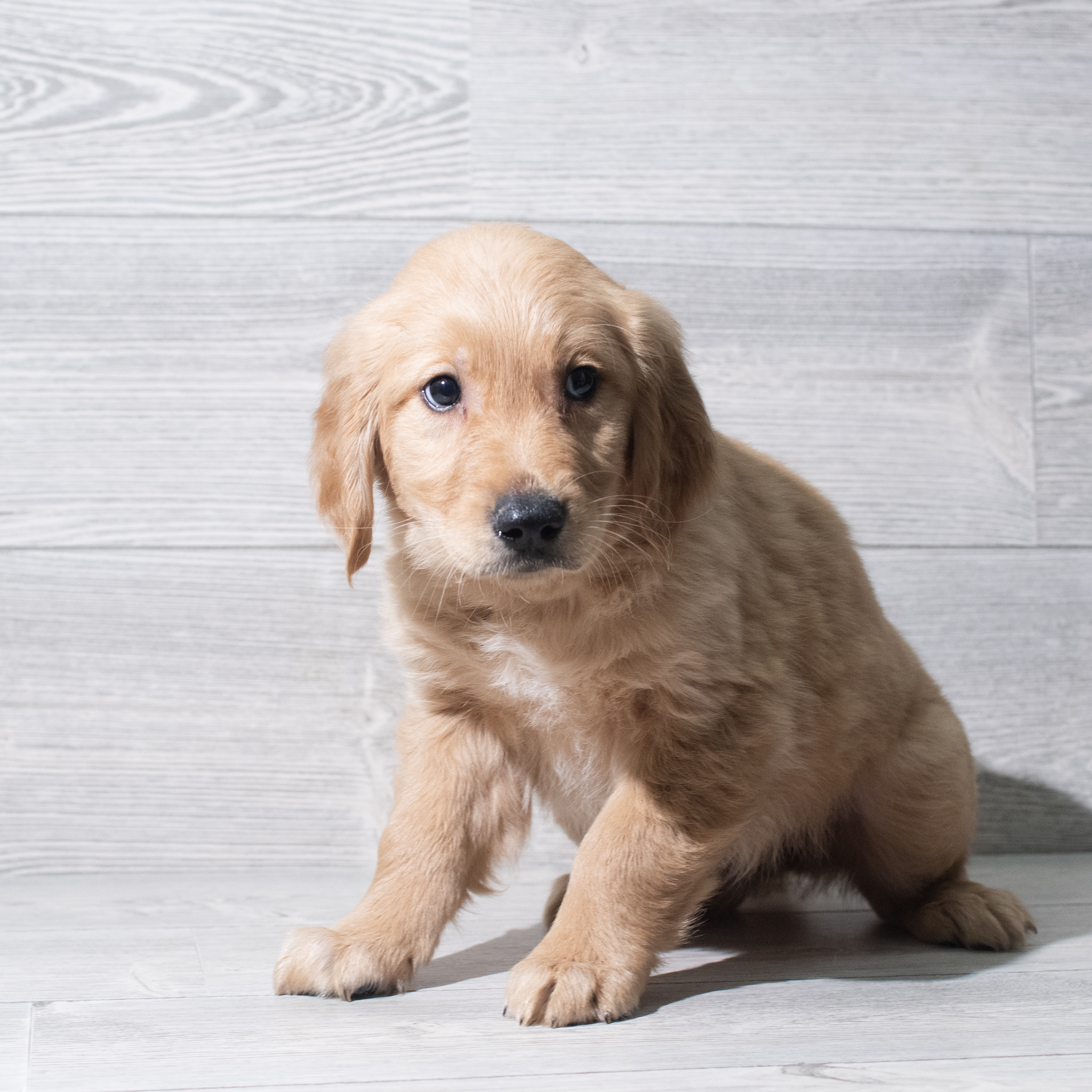Golden Retriever (F) 5656 Image #1
