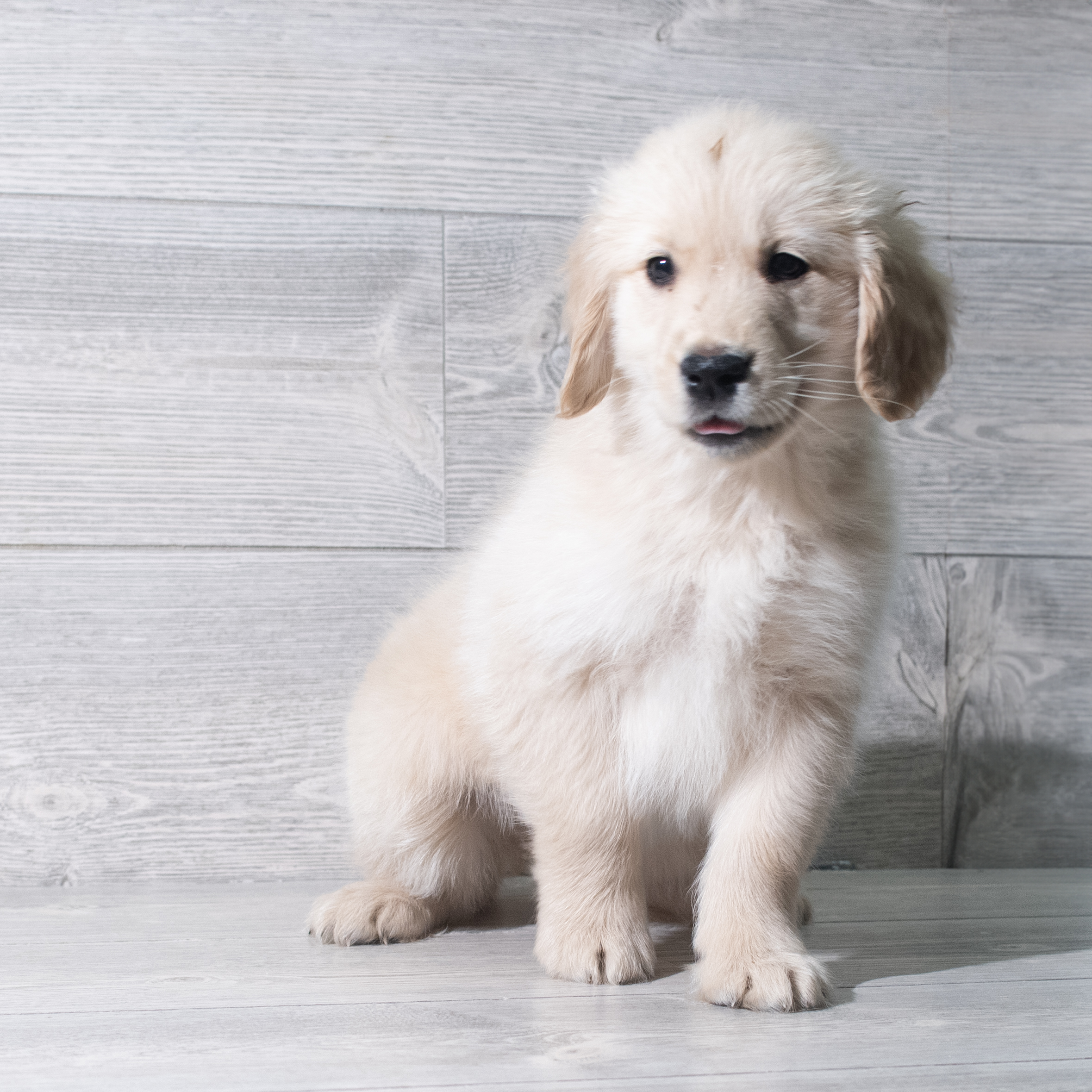 Golden Retriever (F) 5646 Image #1