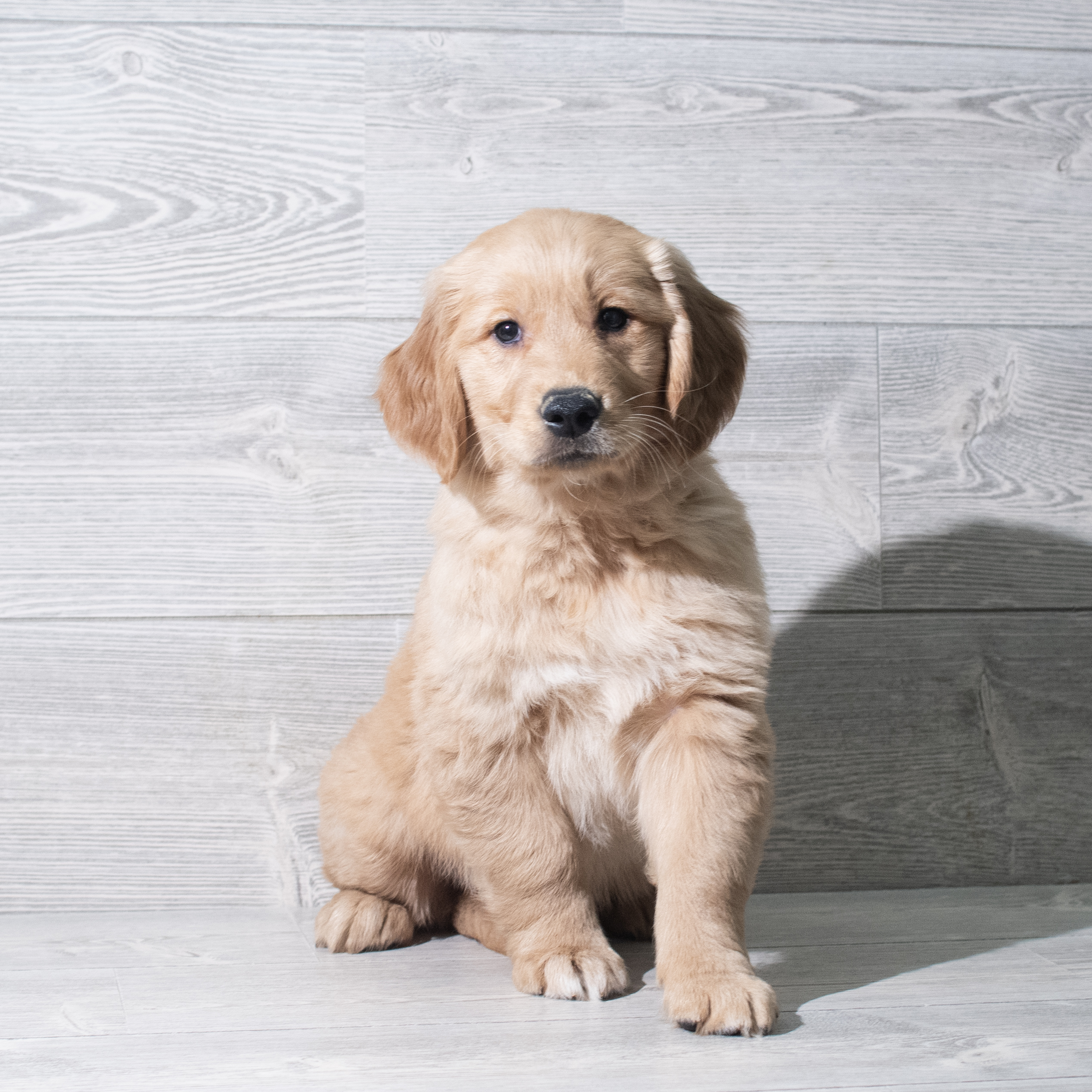 Golden Retriever (M) 5655 Image #1