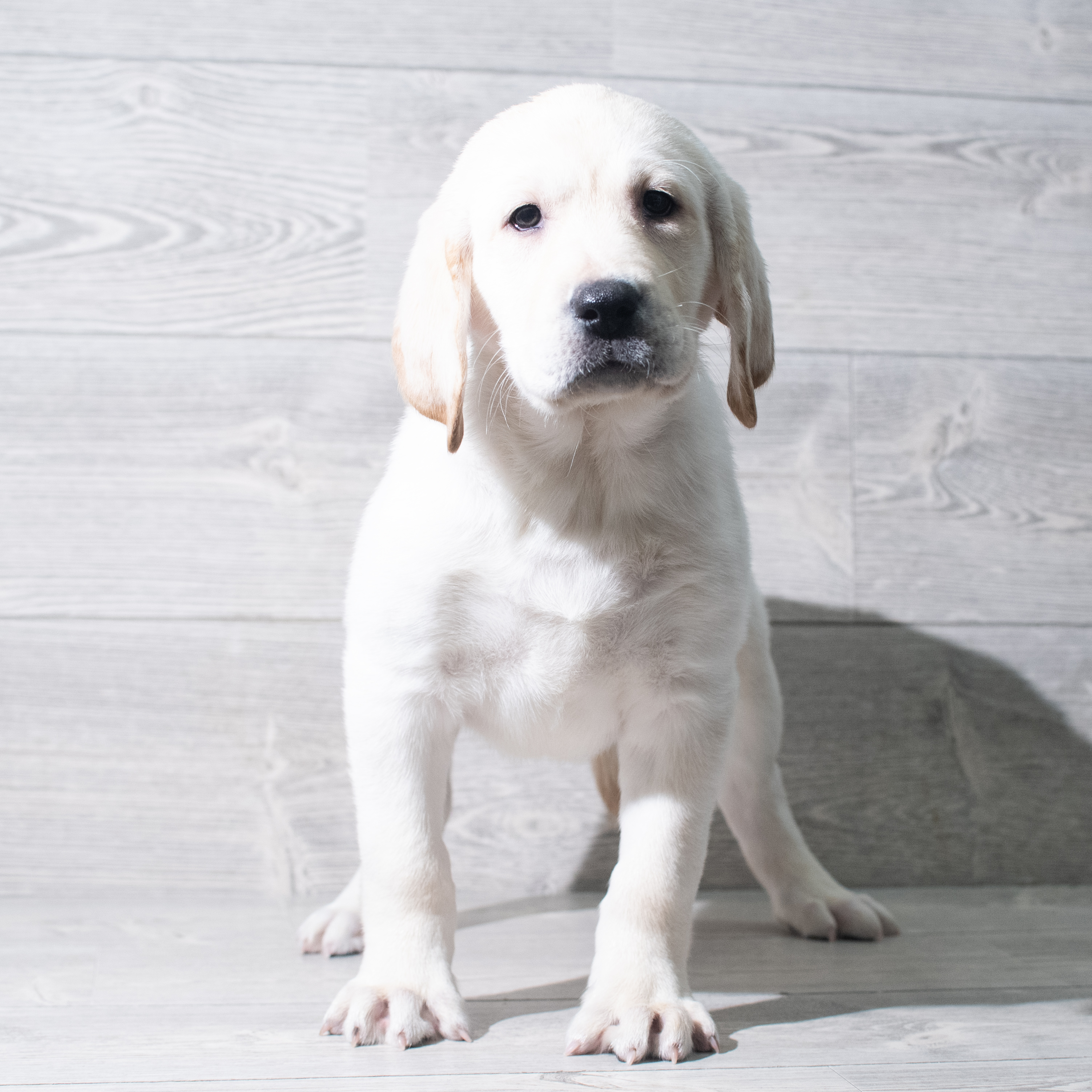 Labrador Retriever (M) 5647 Image #1