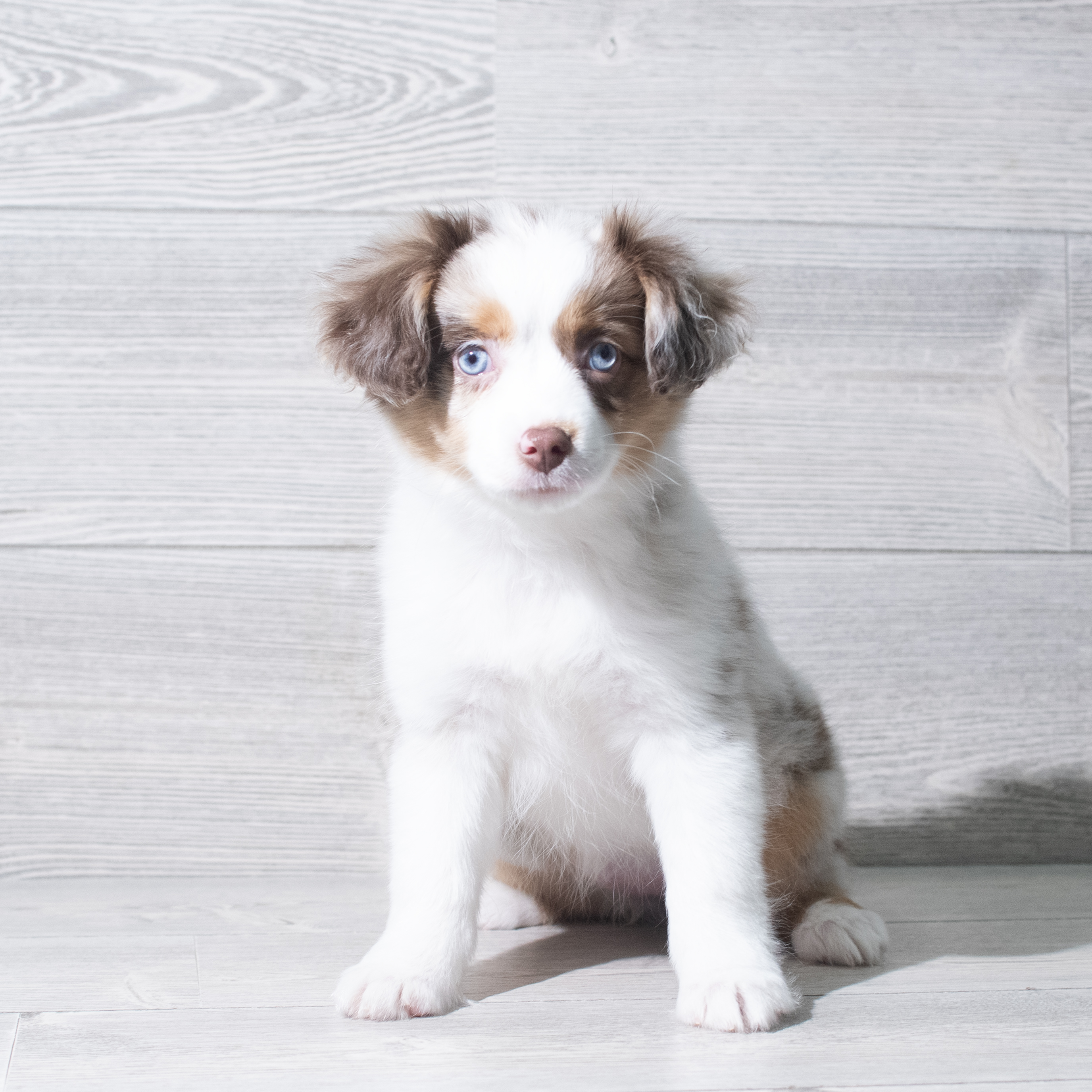 Miniature Australian Shepherd (F) 5648 Image #1