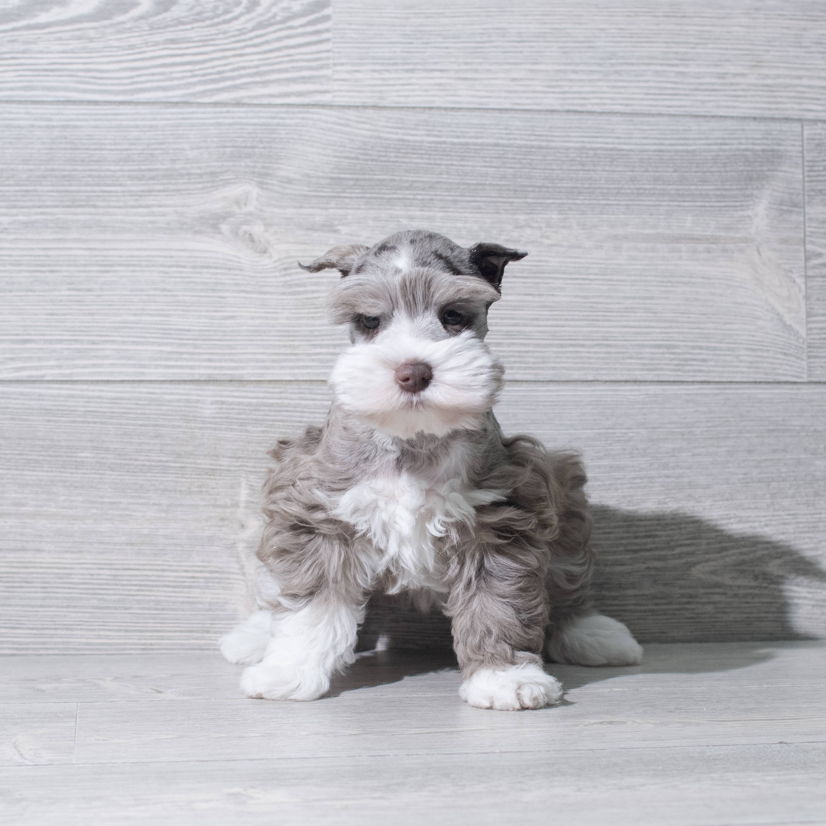 Miniature Schnauzer (F) 5649 Image #1