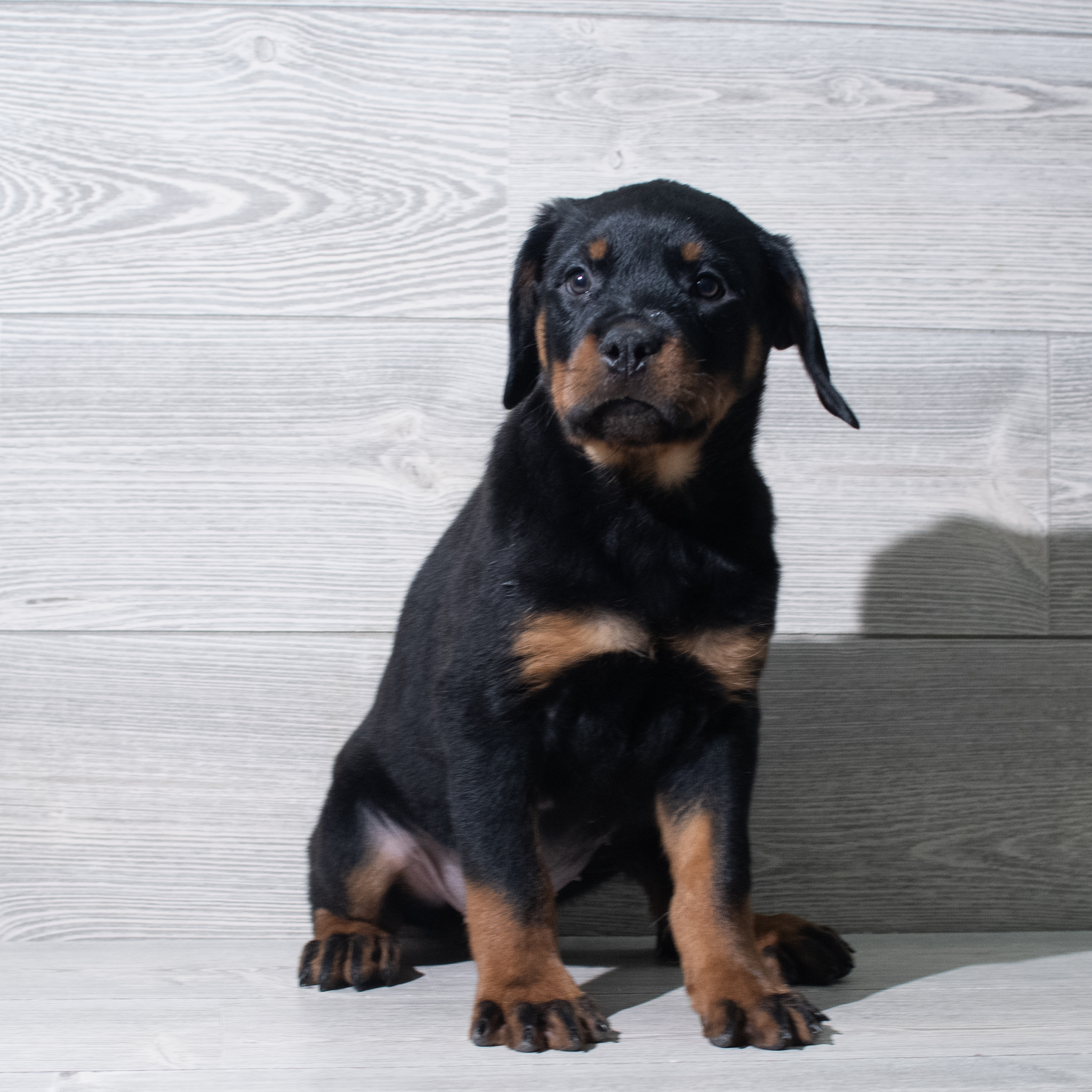 Rottweiler (F) 5650 Image #1