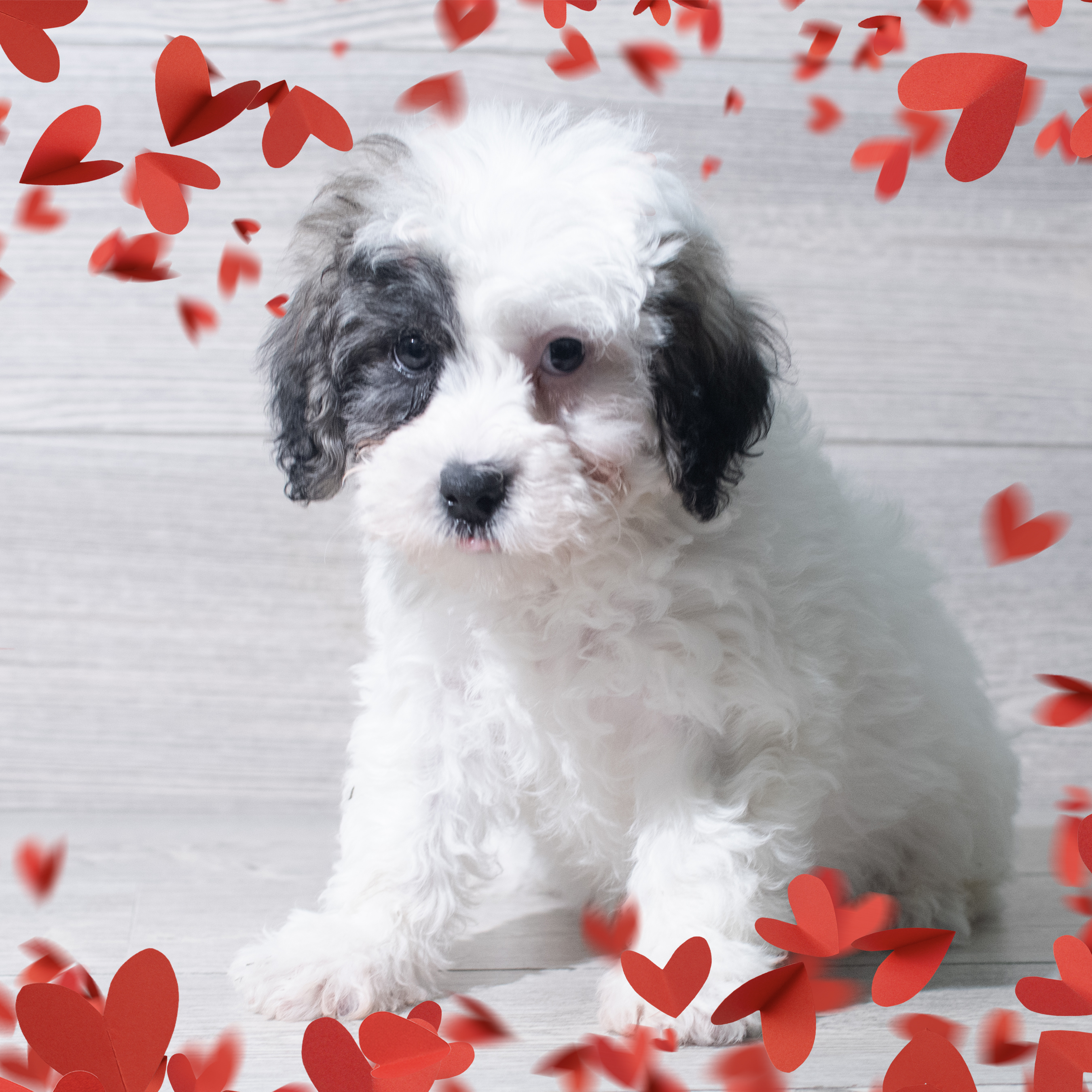 Teddy Bear (M) 5657 Image #1