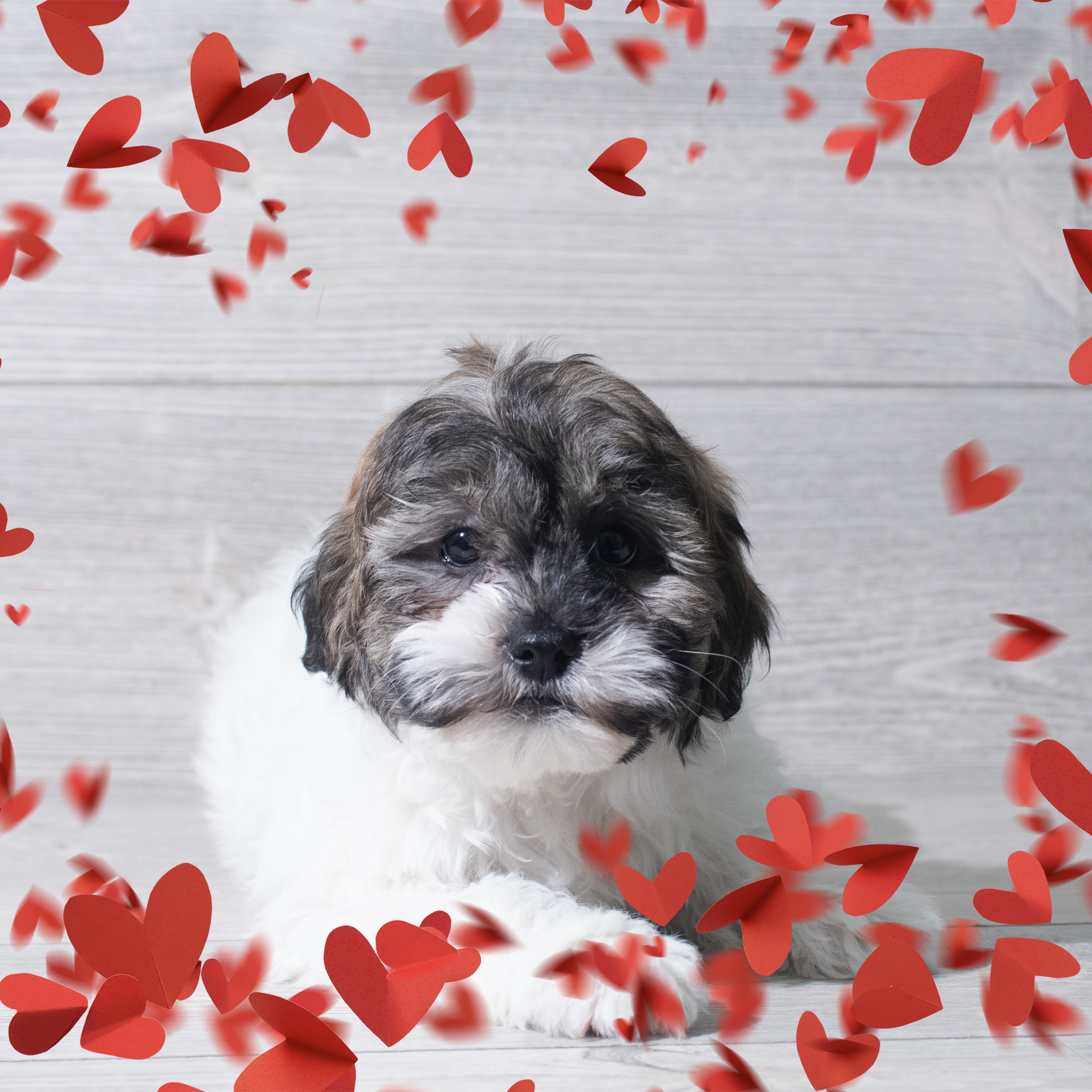 Teddy Bear (F) 5658 Image #1