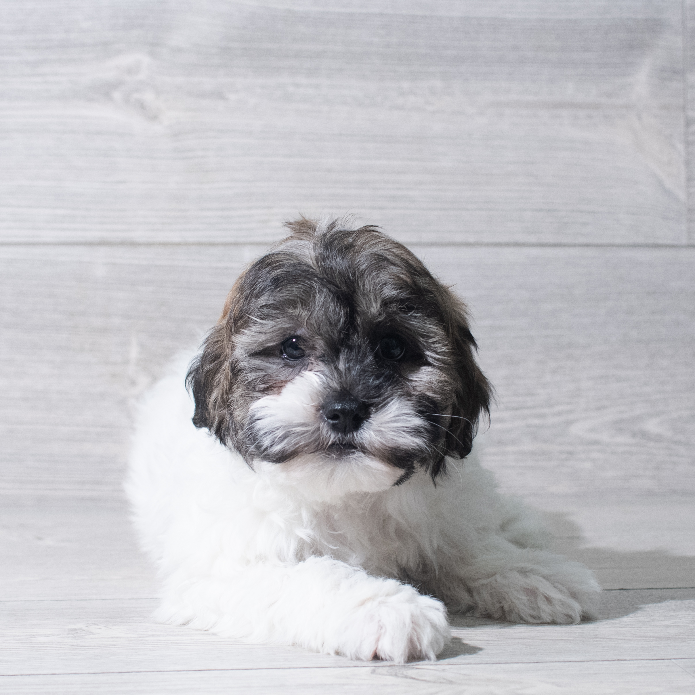 Teddy Bear (M) 5657 Image #1