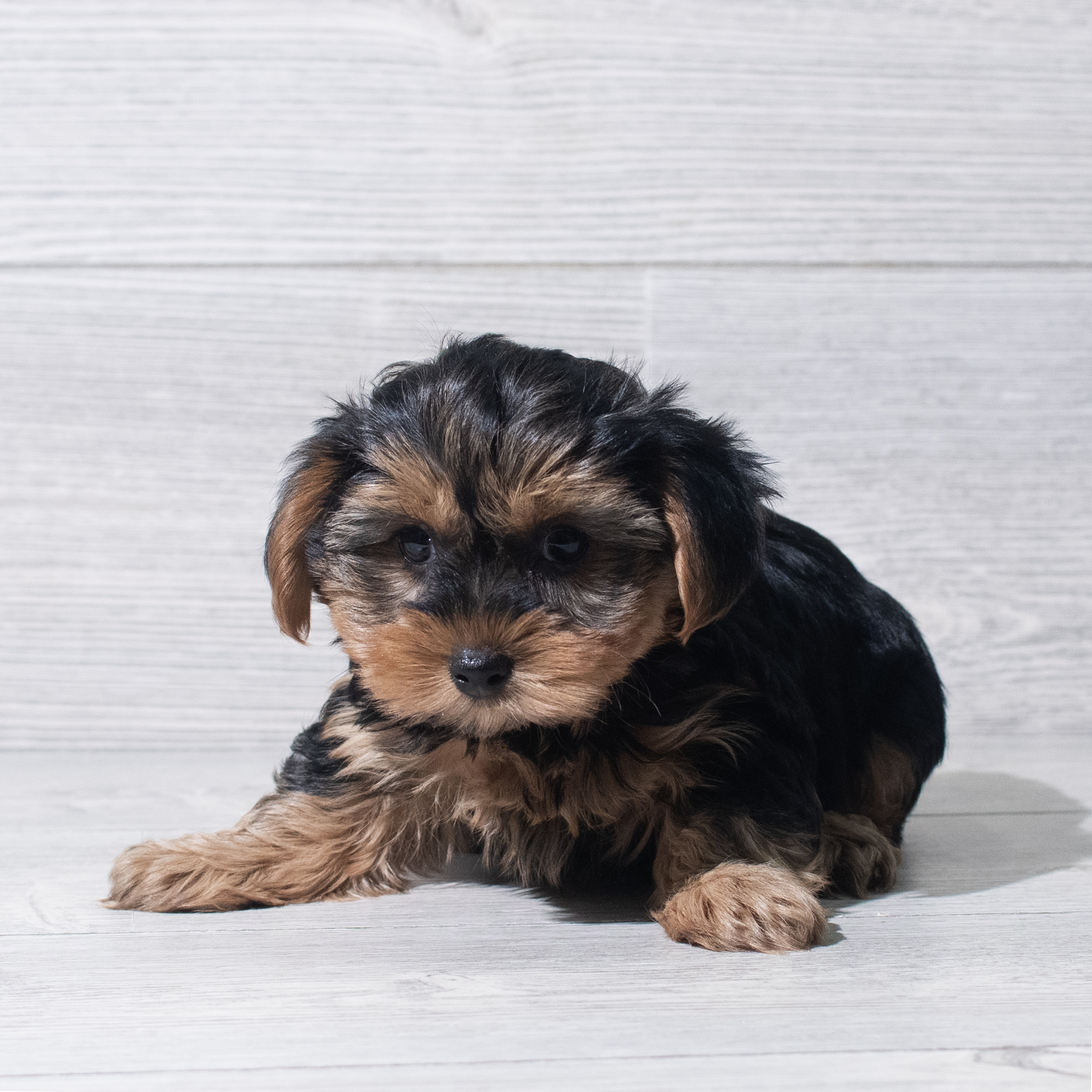Yorkshire Terrier (F) 5652 Image #1