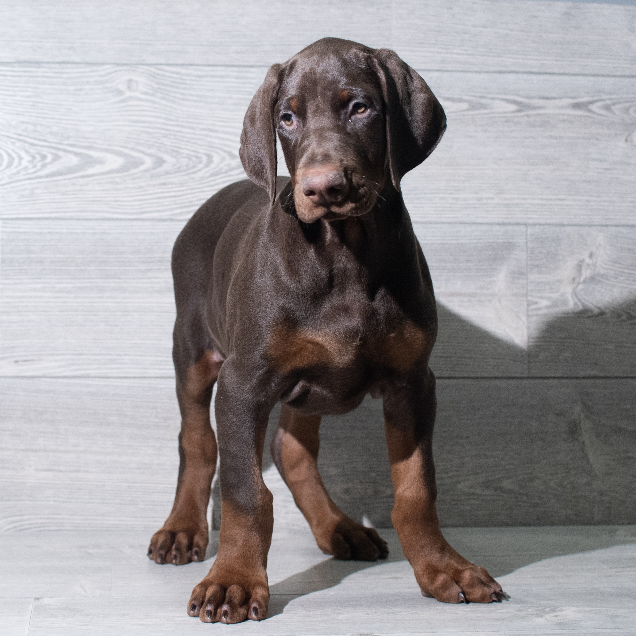 Doberman Pinscher (M) 5641 Image #1