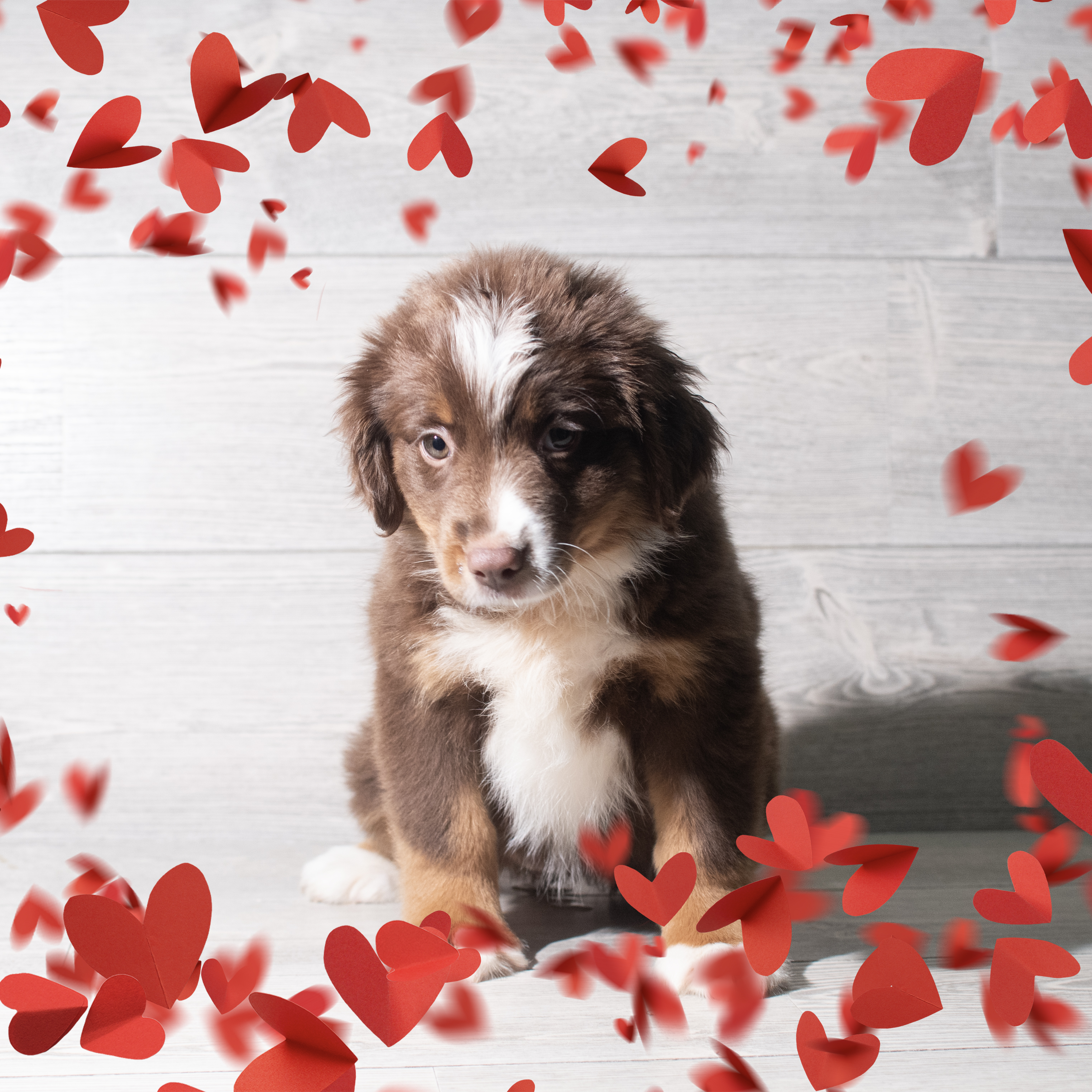 Miniature American Shepherd (F) 5677 Image #1