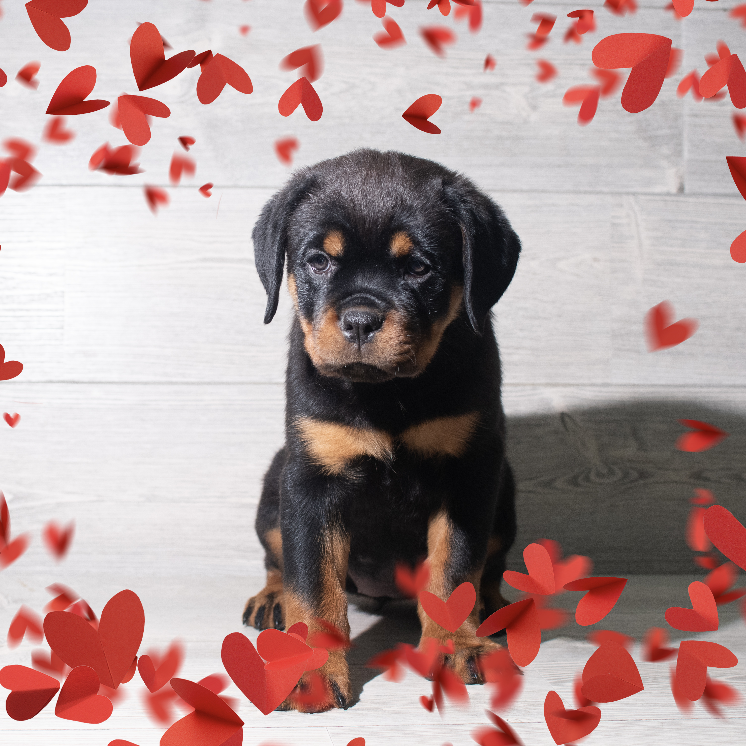 Rottweiler (F) 5679 Image #1