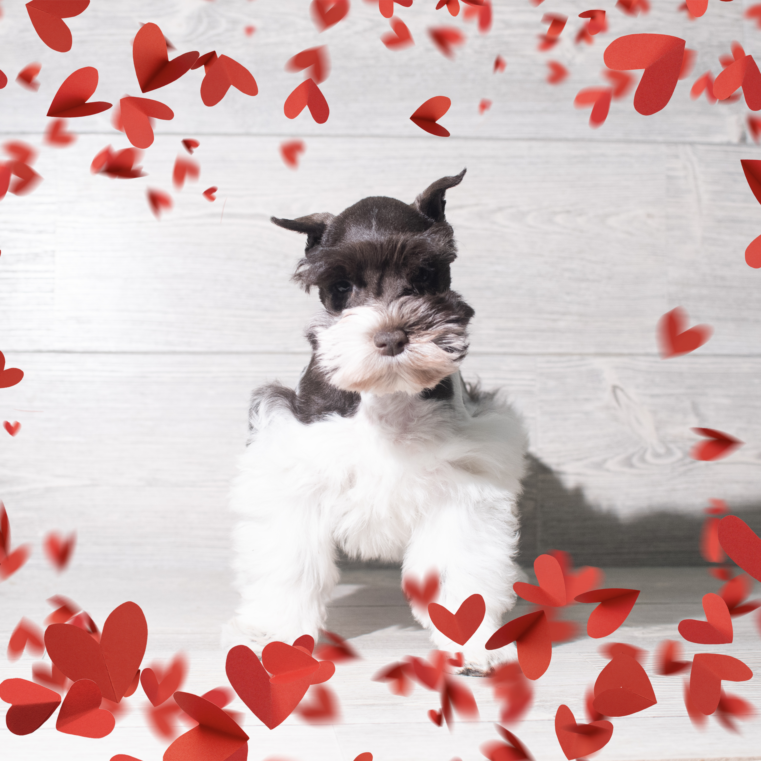 Miniature Schnauzer (F) 5681 Image #1