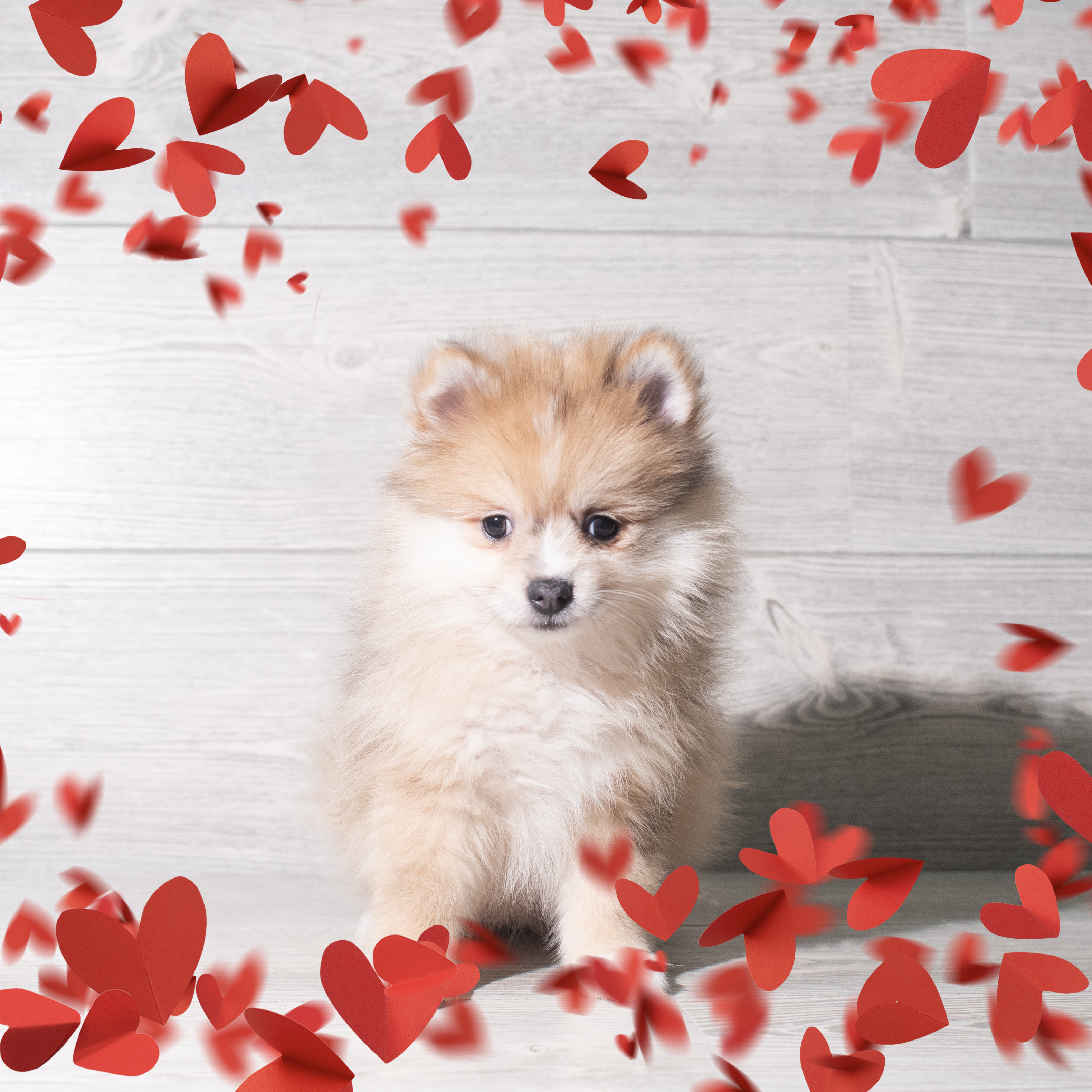 Pomeranian (F) 5684 Image #1