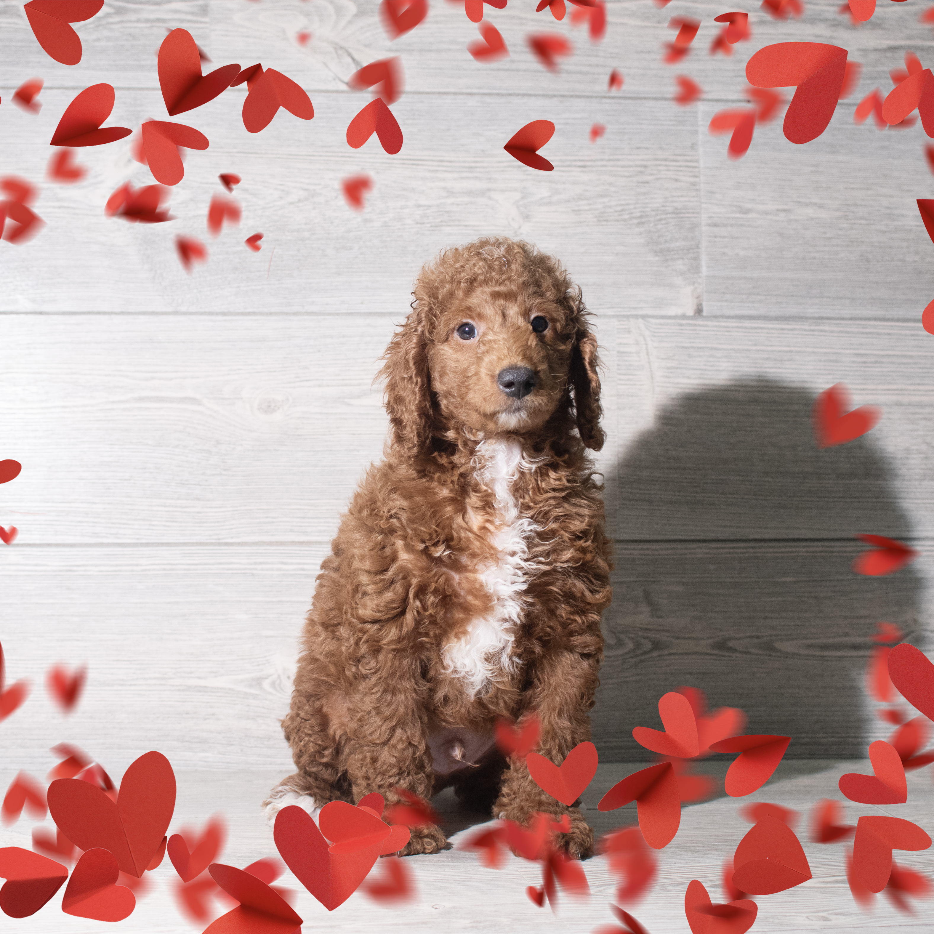 Goldendoodle Mini (M) 5687 Image #1