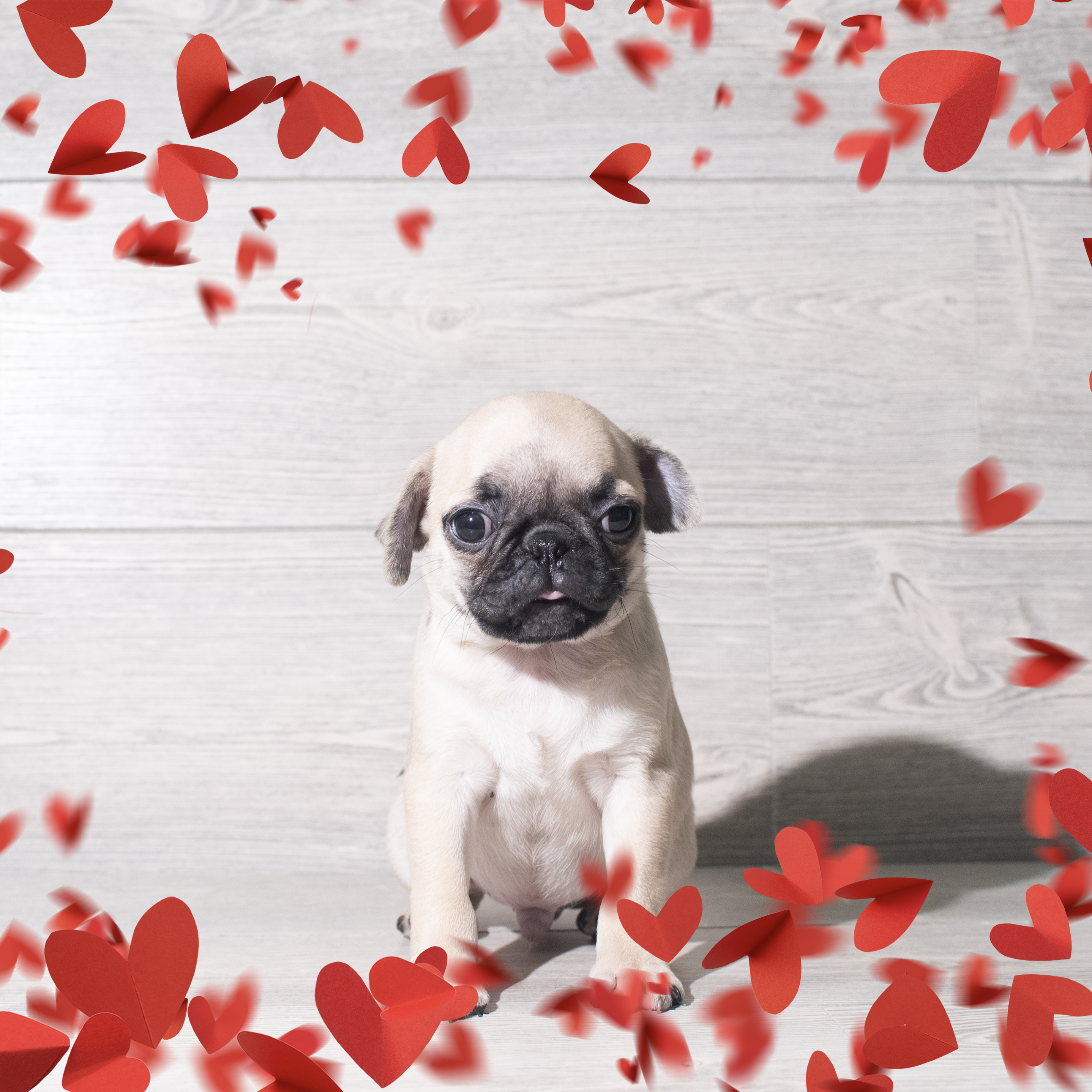 Pug (M) 5689 Image #1