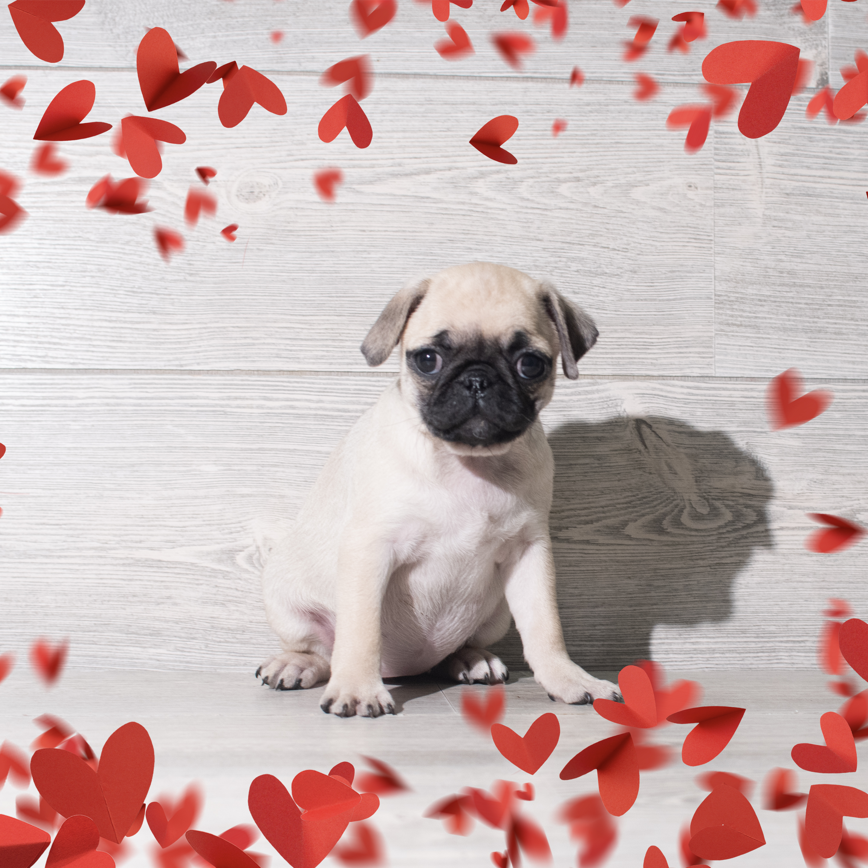 Pug (F) 5691 Image #1