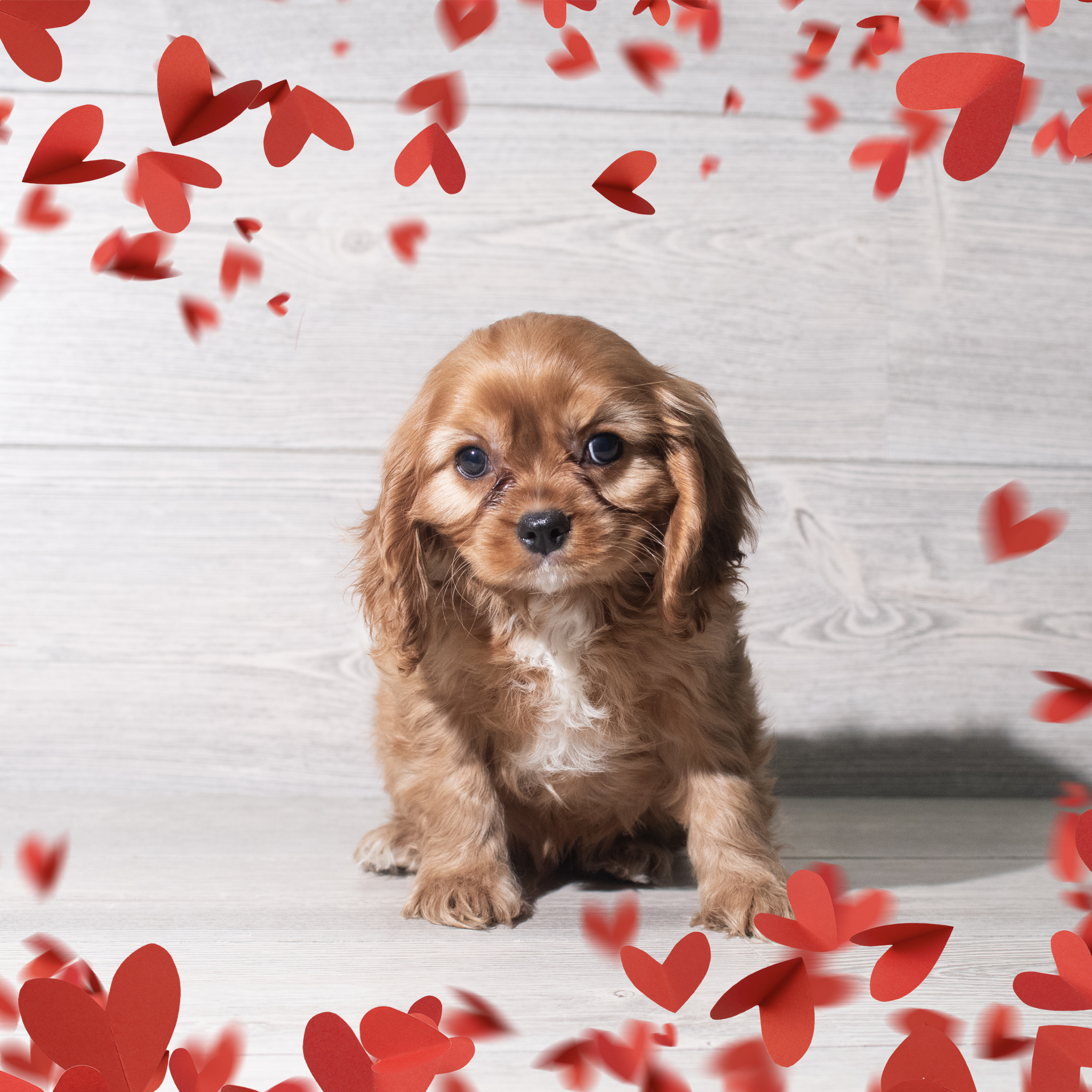 Cavalier King Charles (M) 5690 Image #1