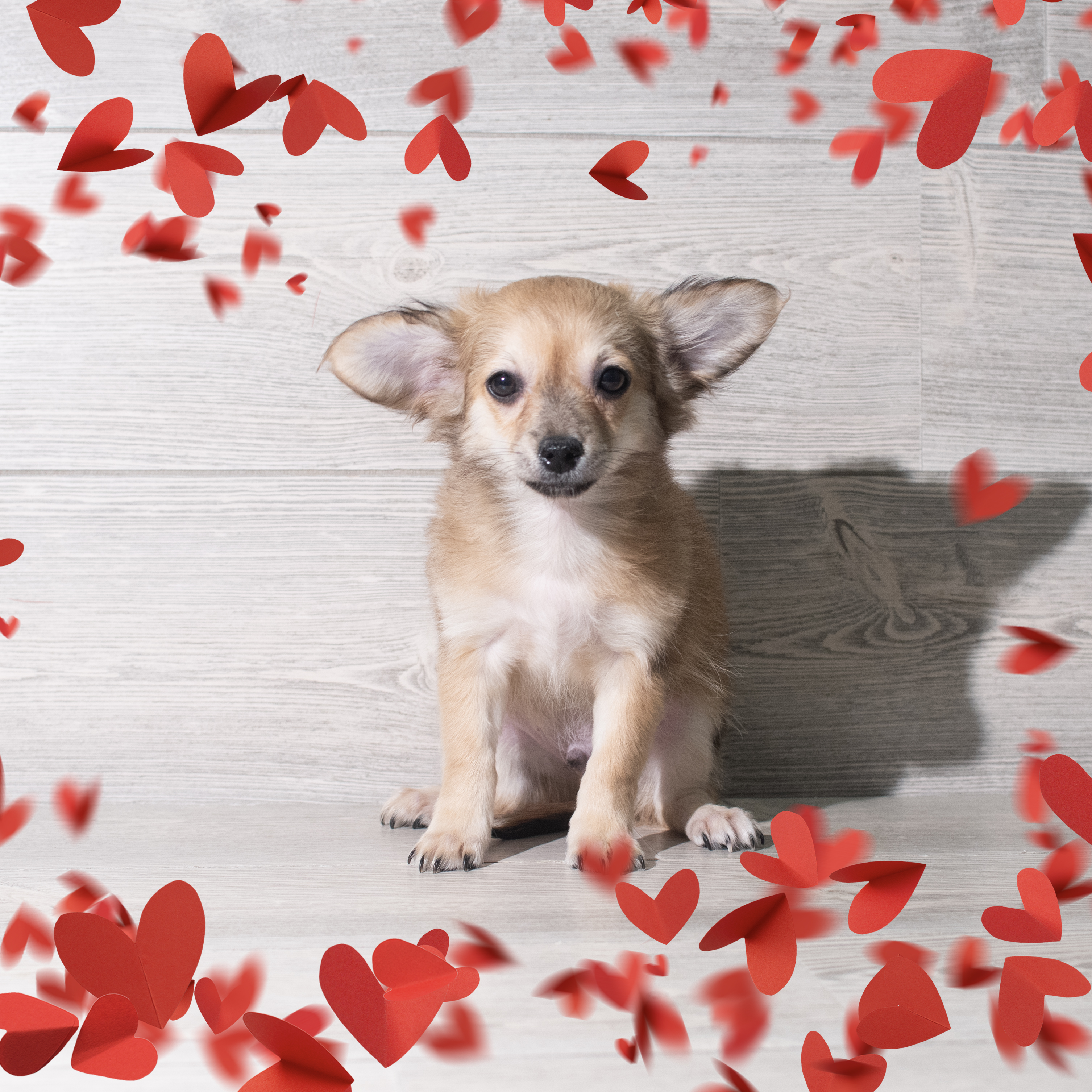 Chihuahua (M) 5639 Image #1