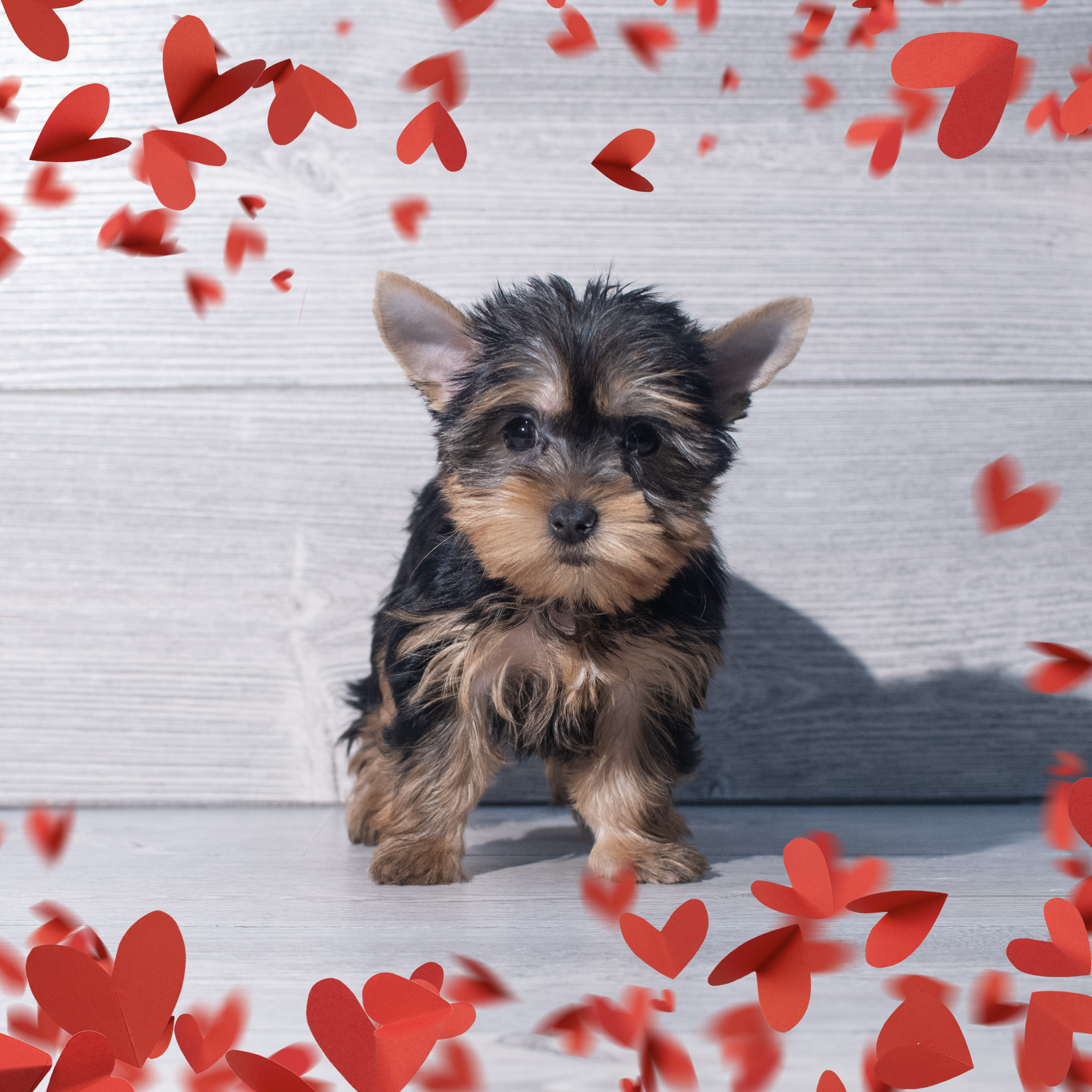 Yorkshire Terrier (F) 2197 Image #1