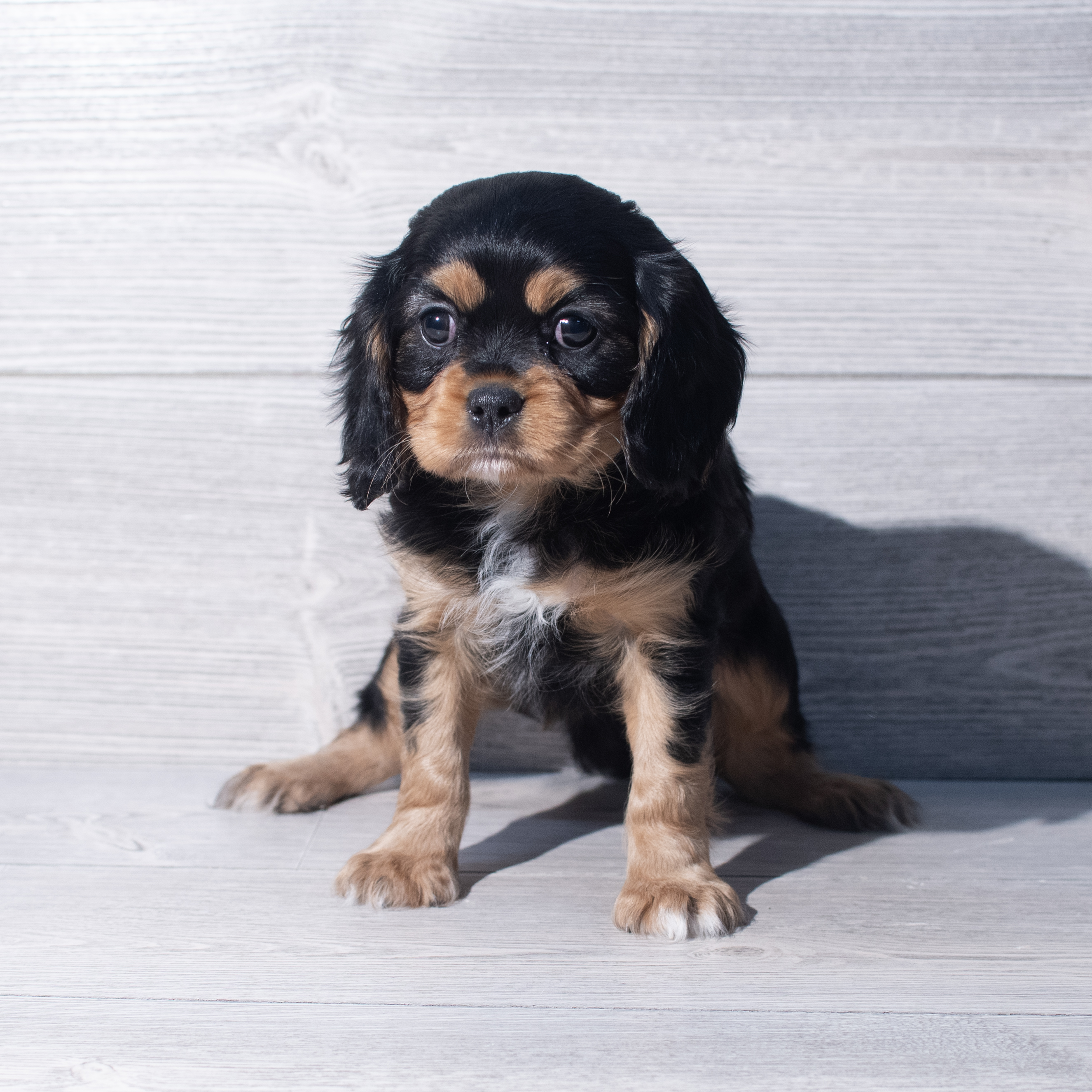 Cavalier King Charles Spaniel (M) 2137 Image #1