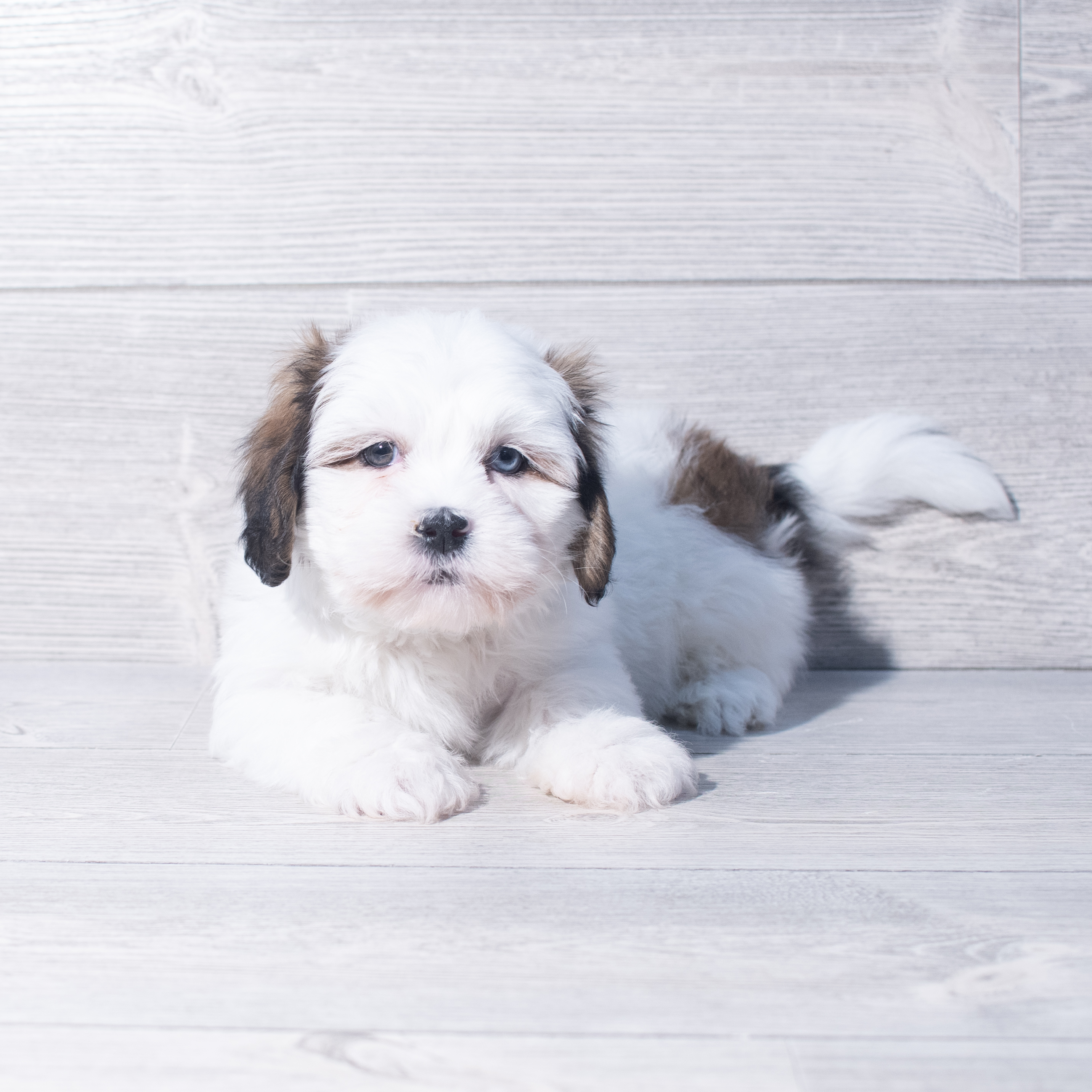 Lhasa Apso (M) 2138 Image #1