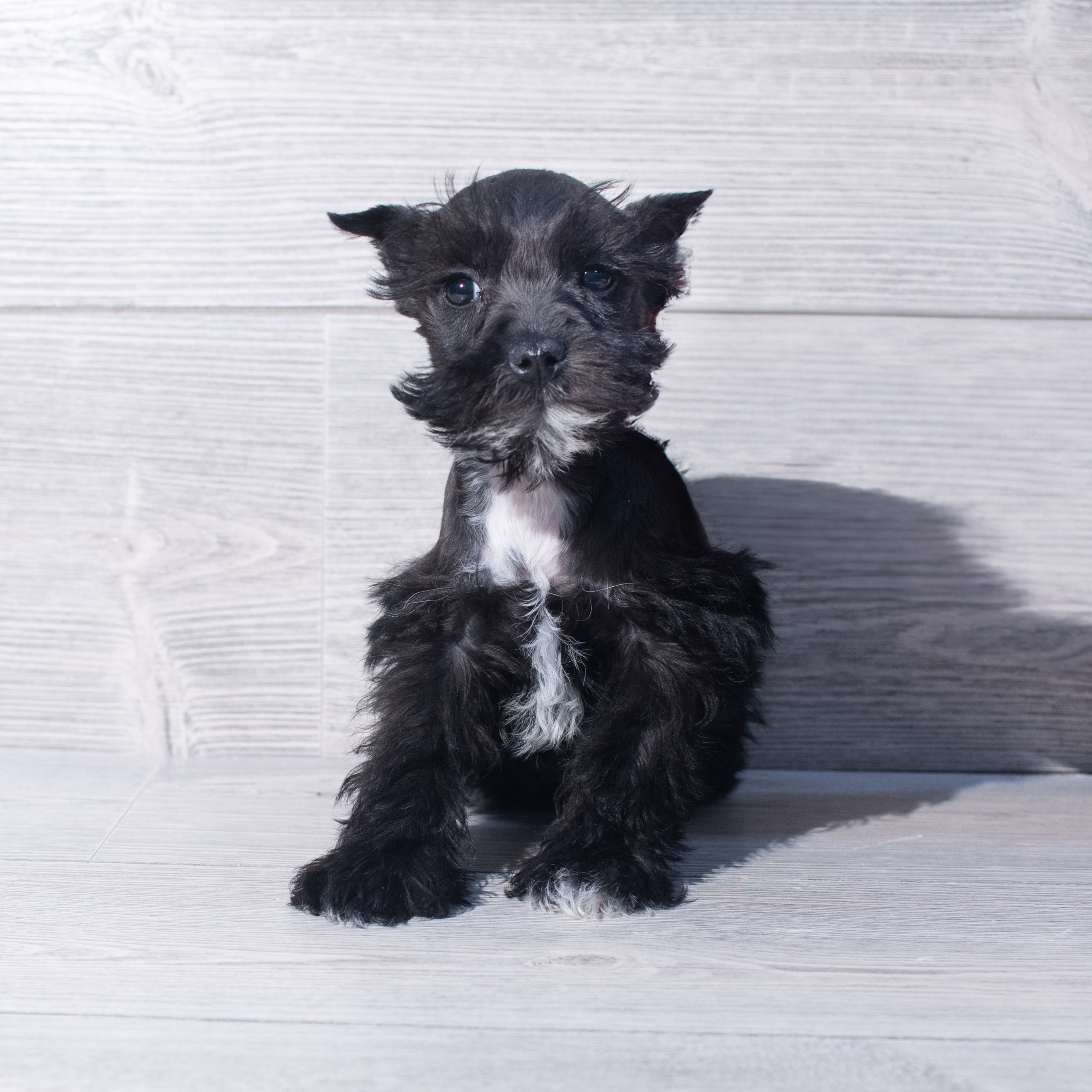 Miniature Schnauzer (F) 2139 Image #1