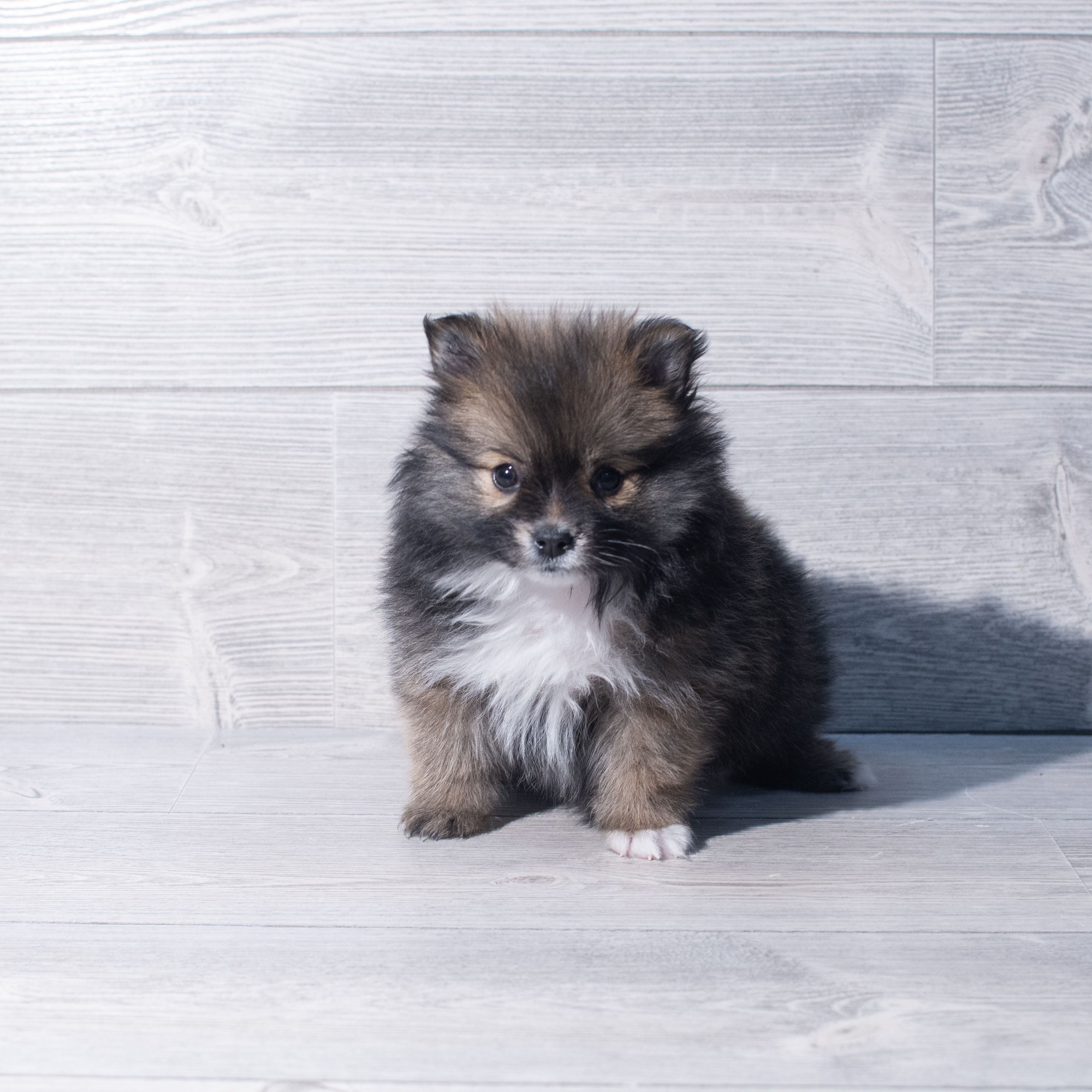 Pomeranian (F) 2141 Image #1