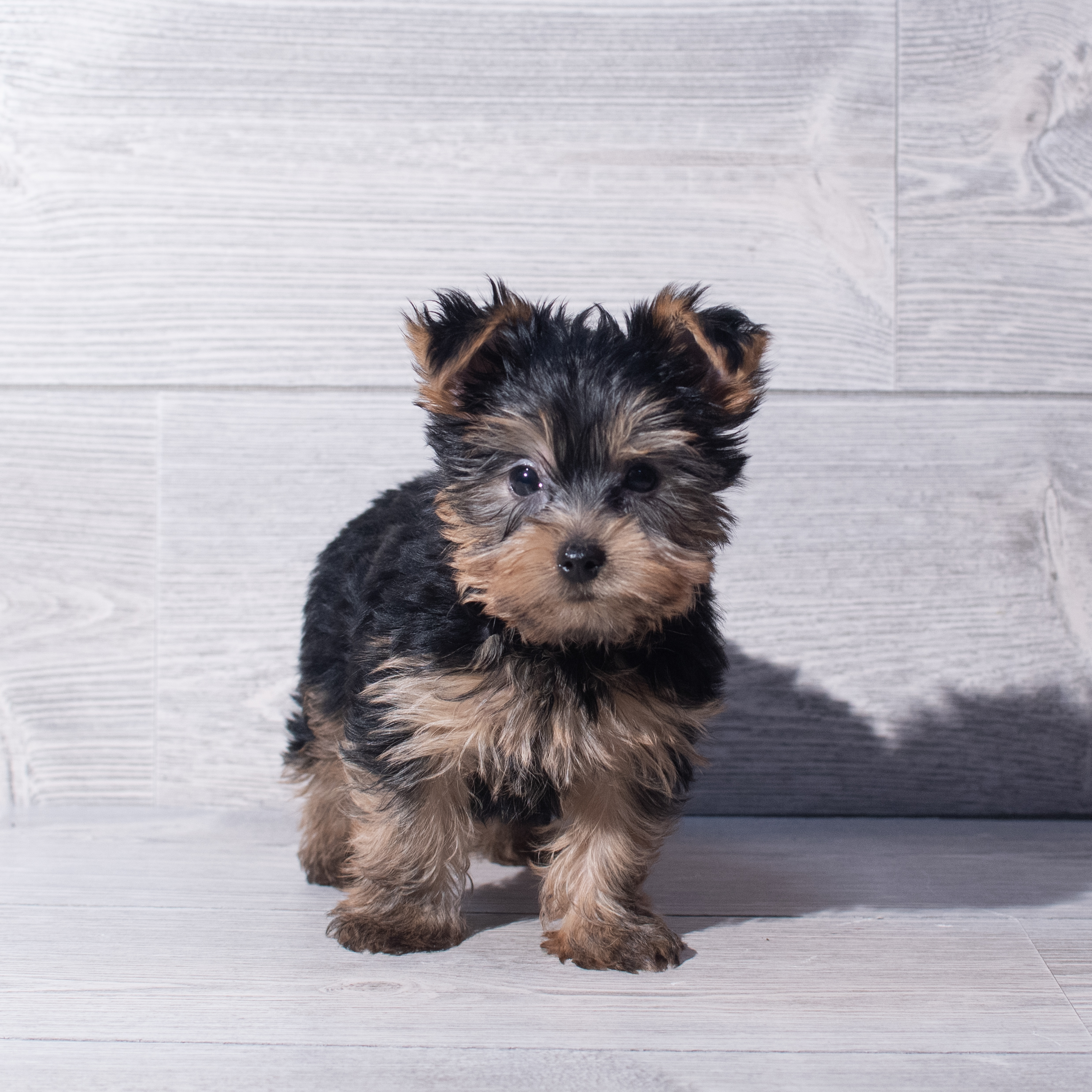 Yorkshire Terrier (M) 2143 Image #1