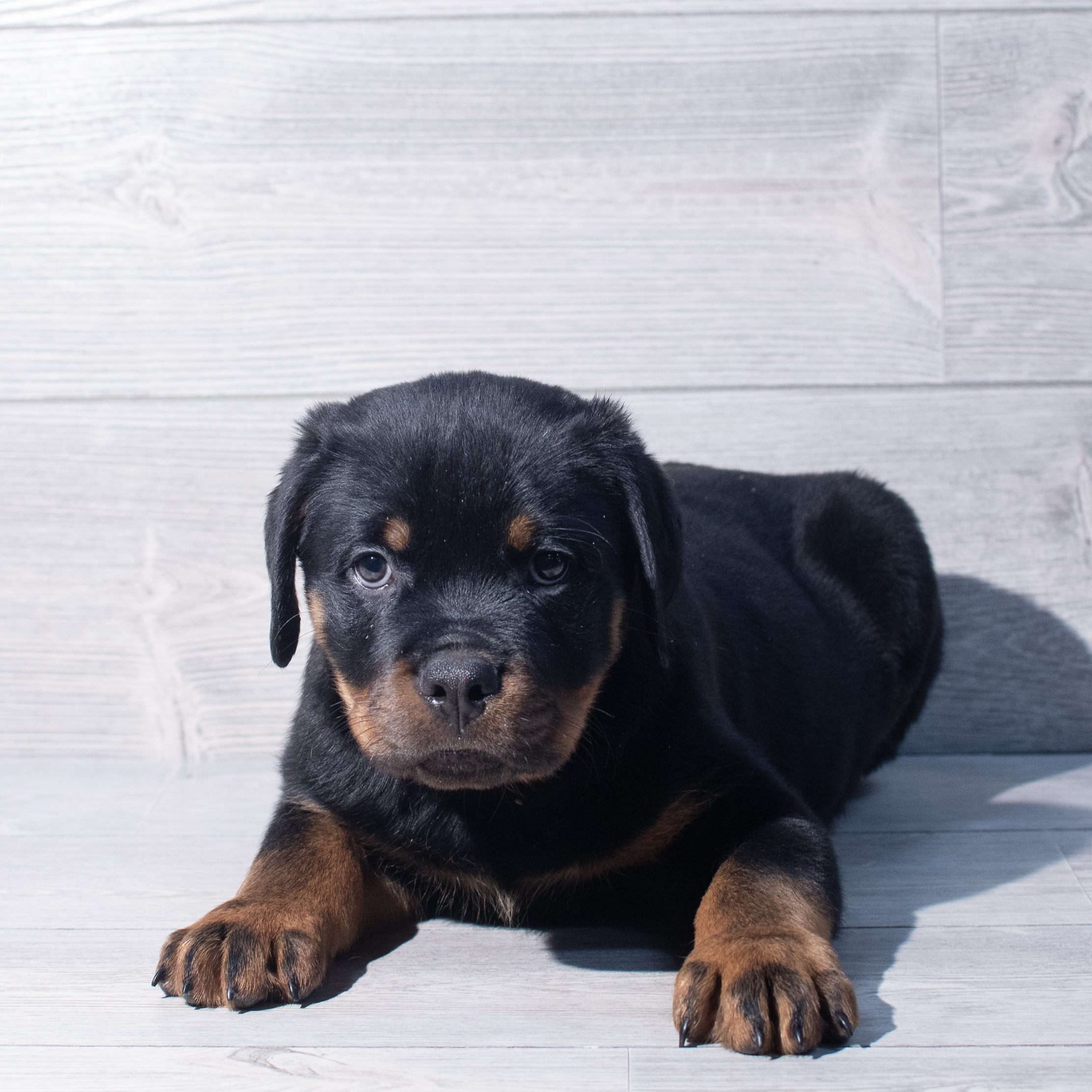 Rottweiler (M) 2142 Image #1