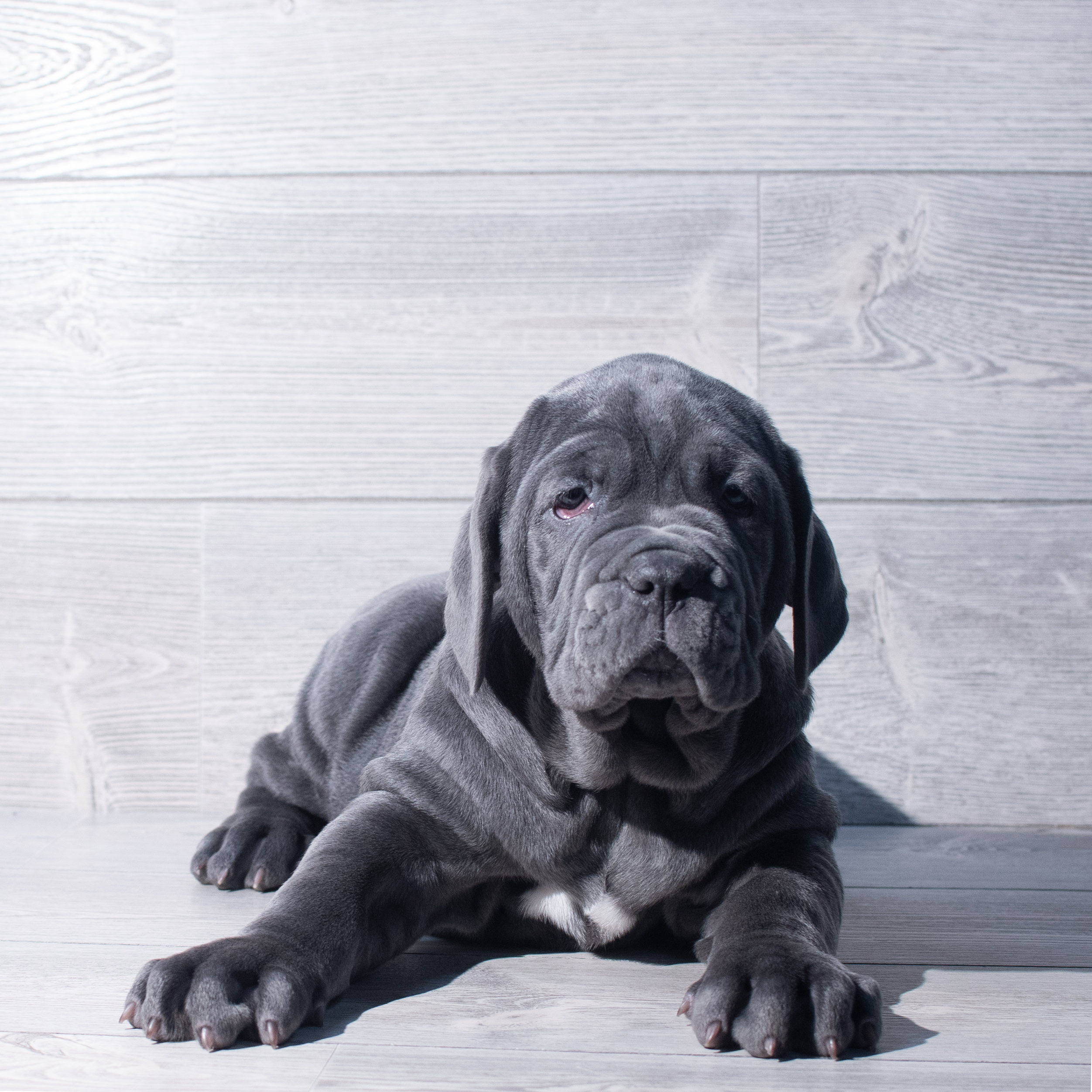 Neapolitan Mastiff (F) 2140 Image #1